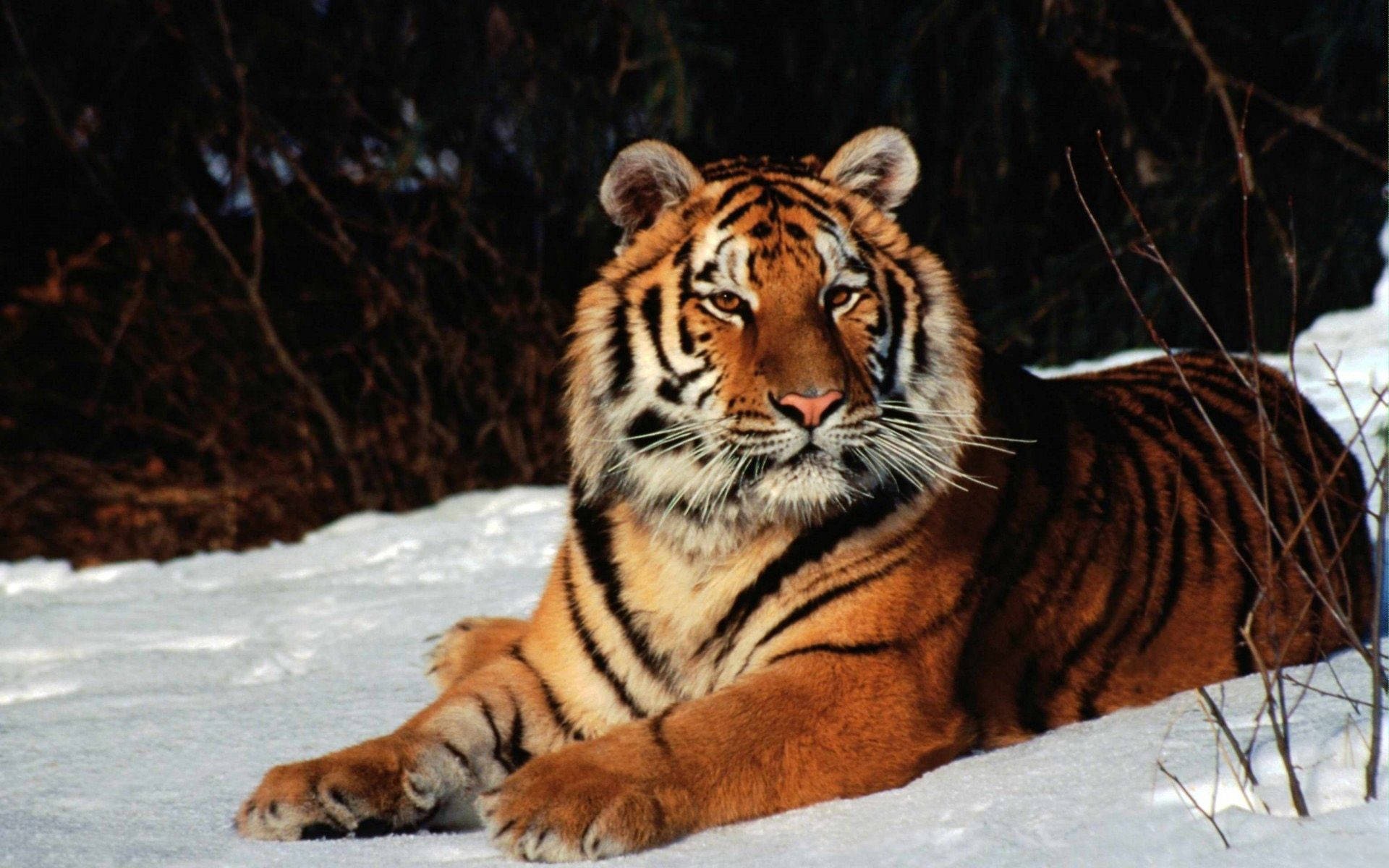 Marilag na Puting Tigre na Nakadapo sa Niyebe Wallpaper