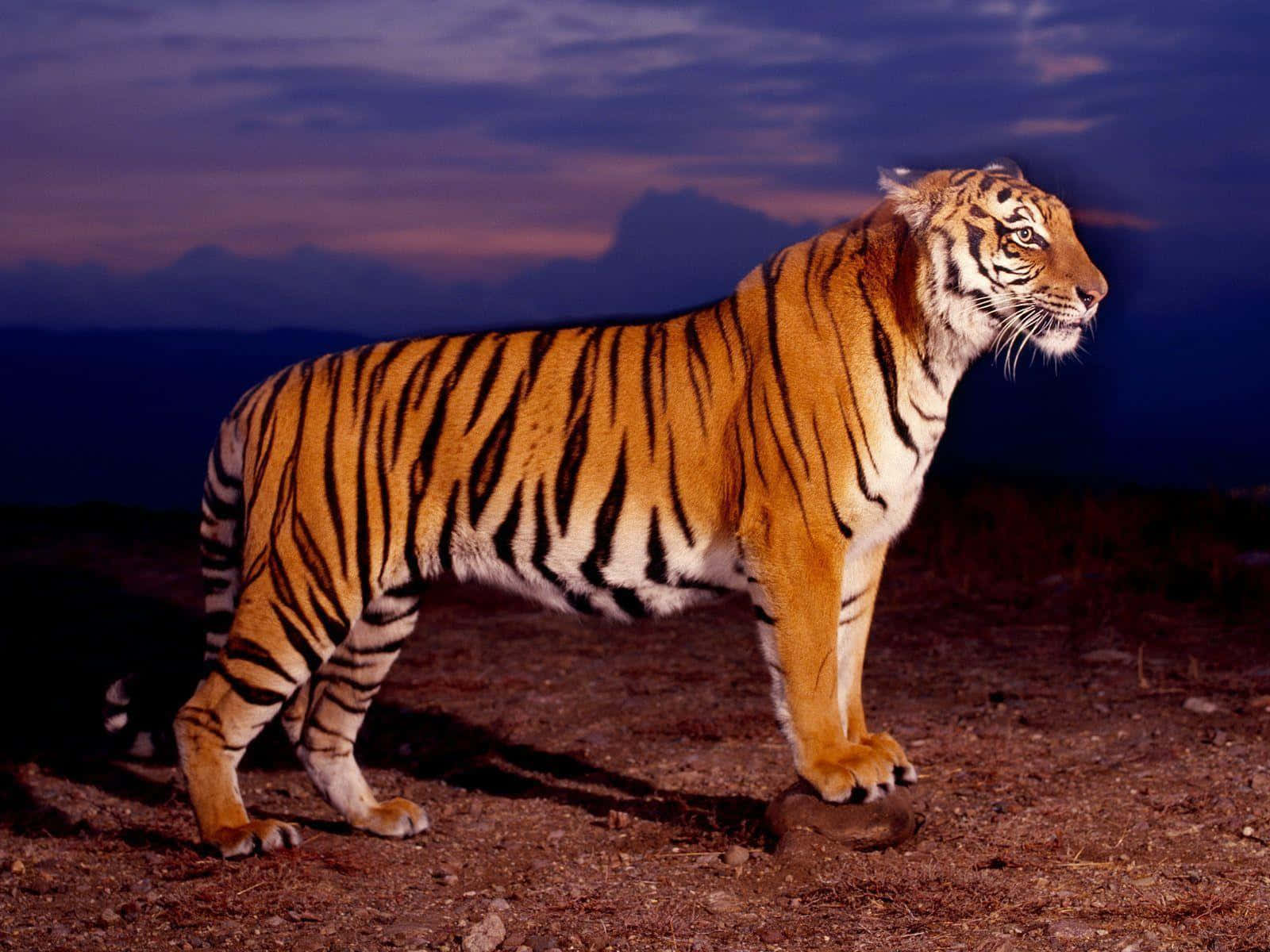 Marilag na tigre na gumagala sa kagubatan Wallpaper