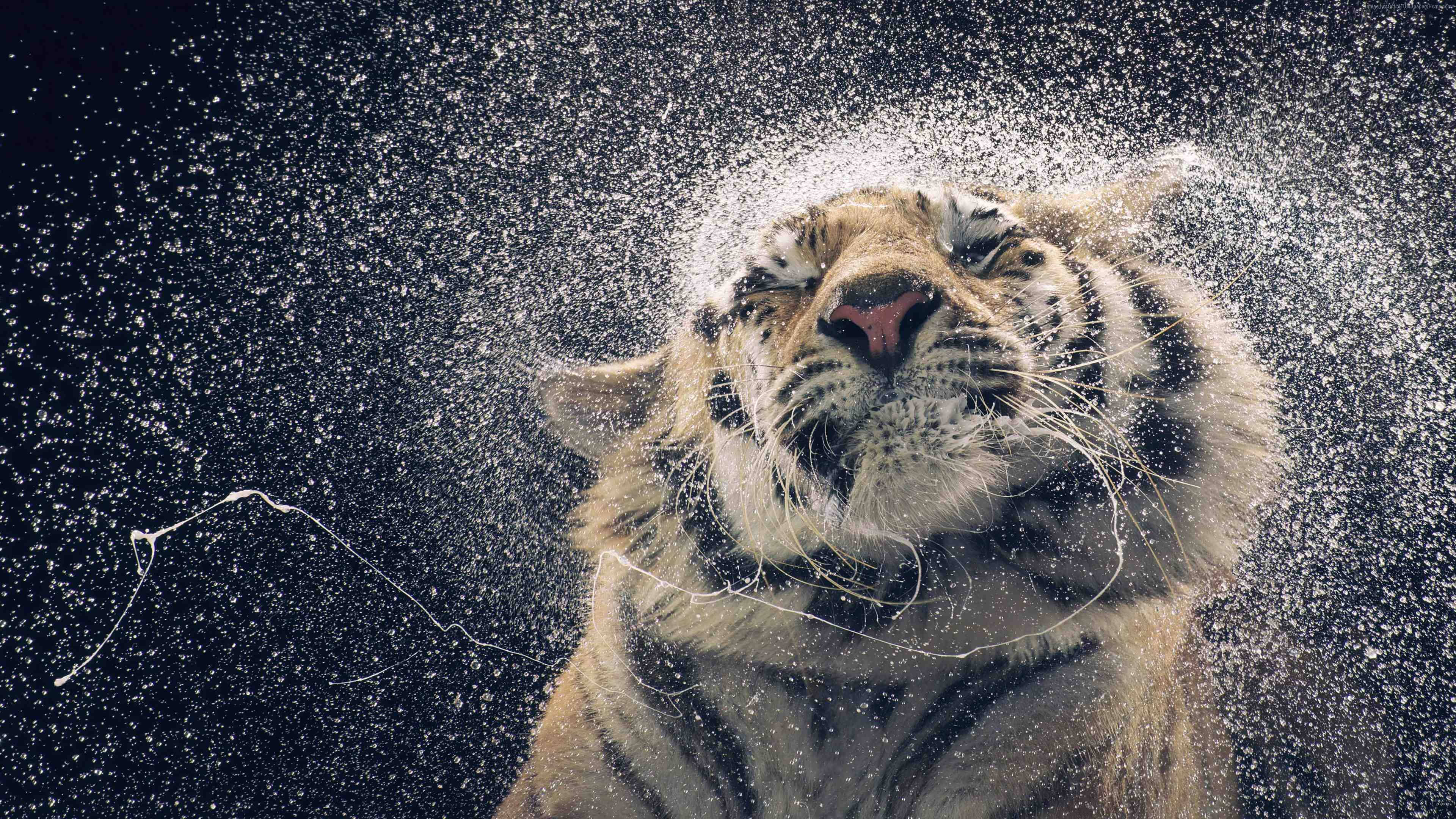 Marilag na Tigre na Inuuga ang Ulo Wallpaper
