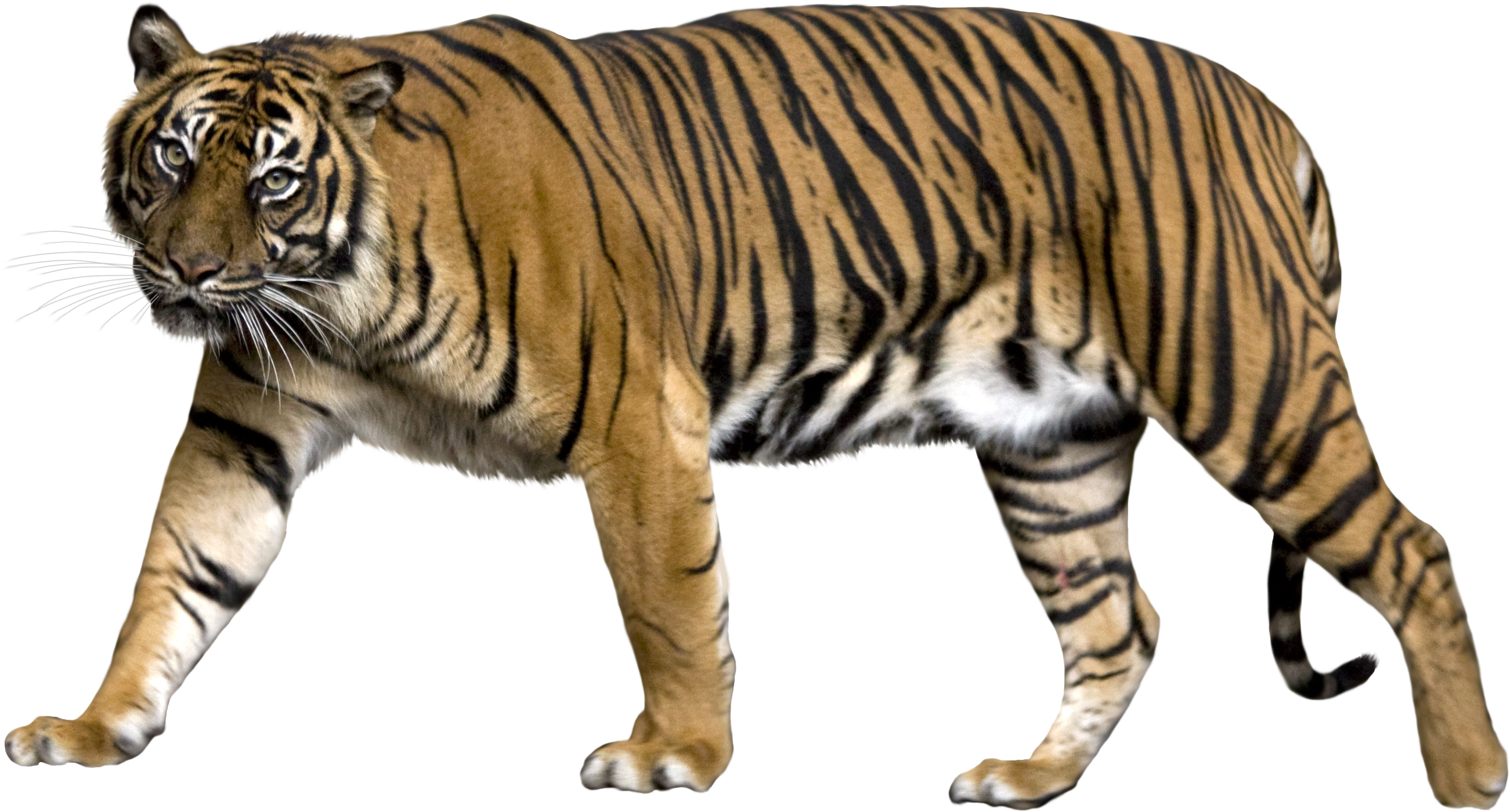 Marilag na Tigre na Naglalakad Wallpaper