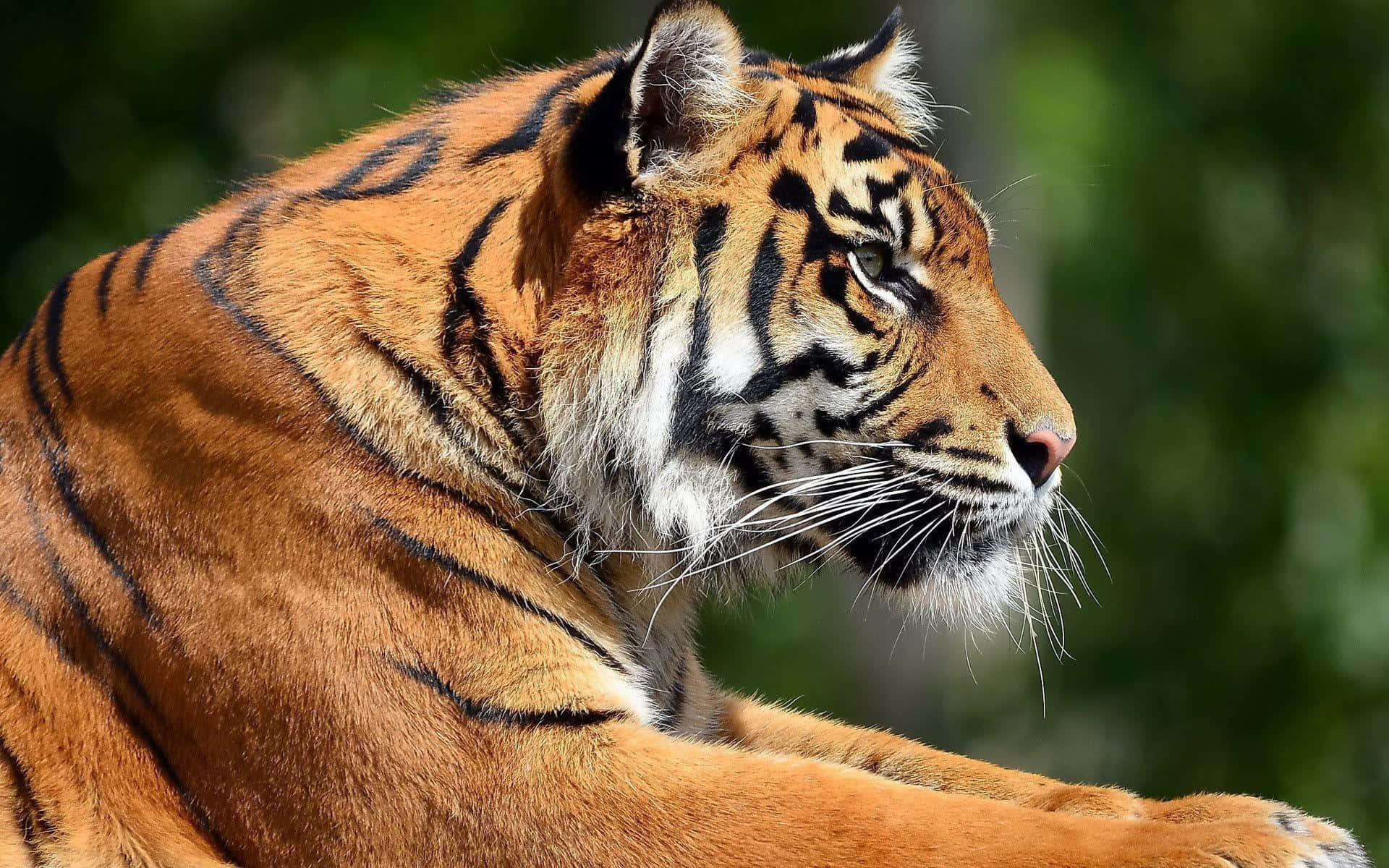 Marilag na Tigre na Naglalakbay sa Ilang Wallpaper