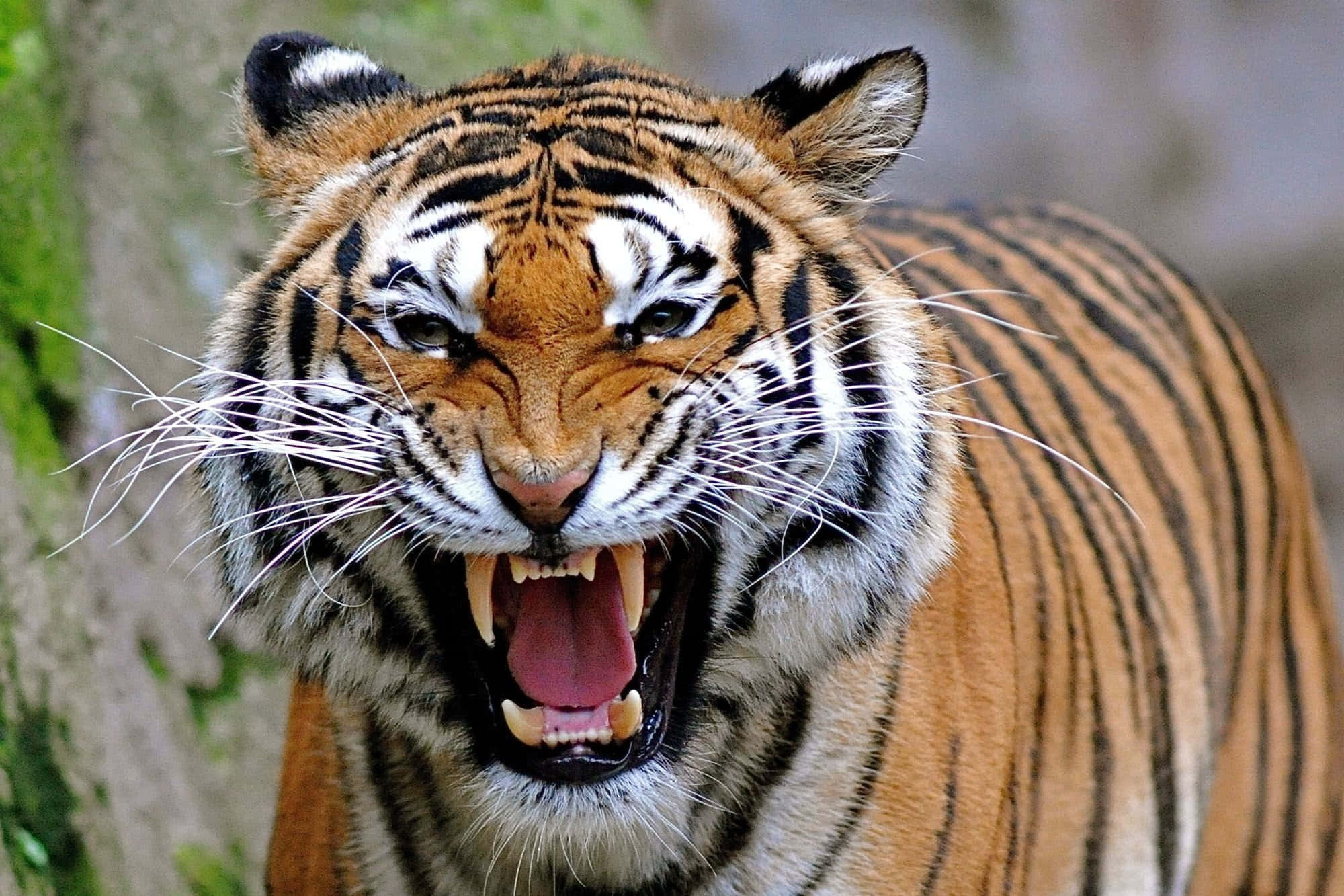 Marilag na Tigre sa Ilang Wallpaper