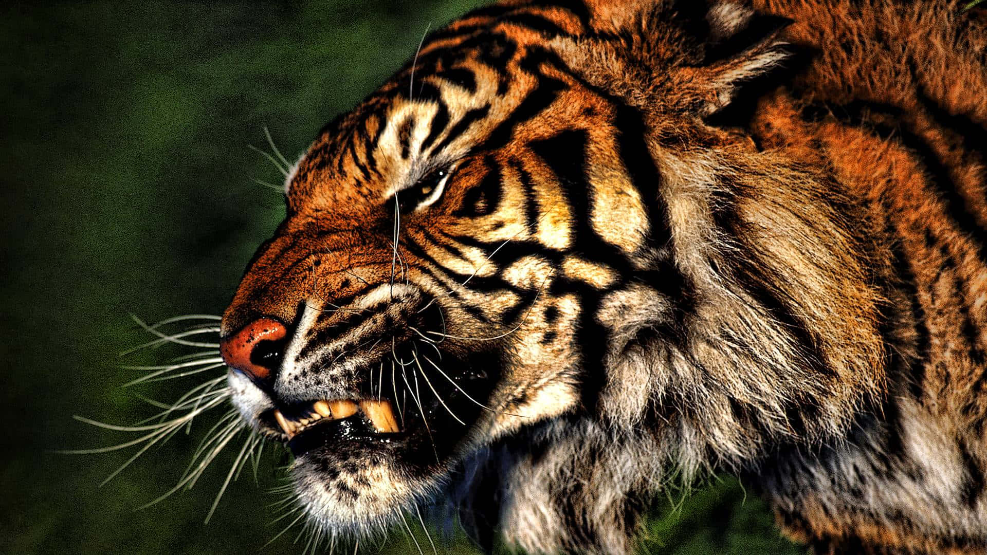 Marilag na Tigre na Nagpapahinga sa Kalikasan Wallpaper