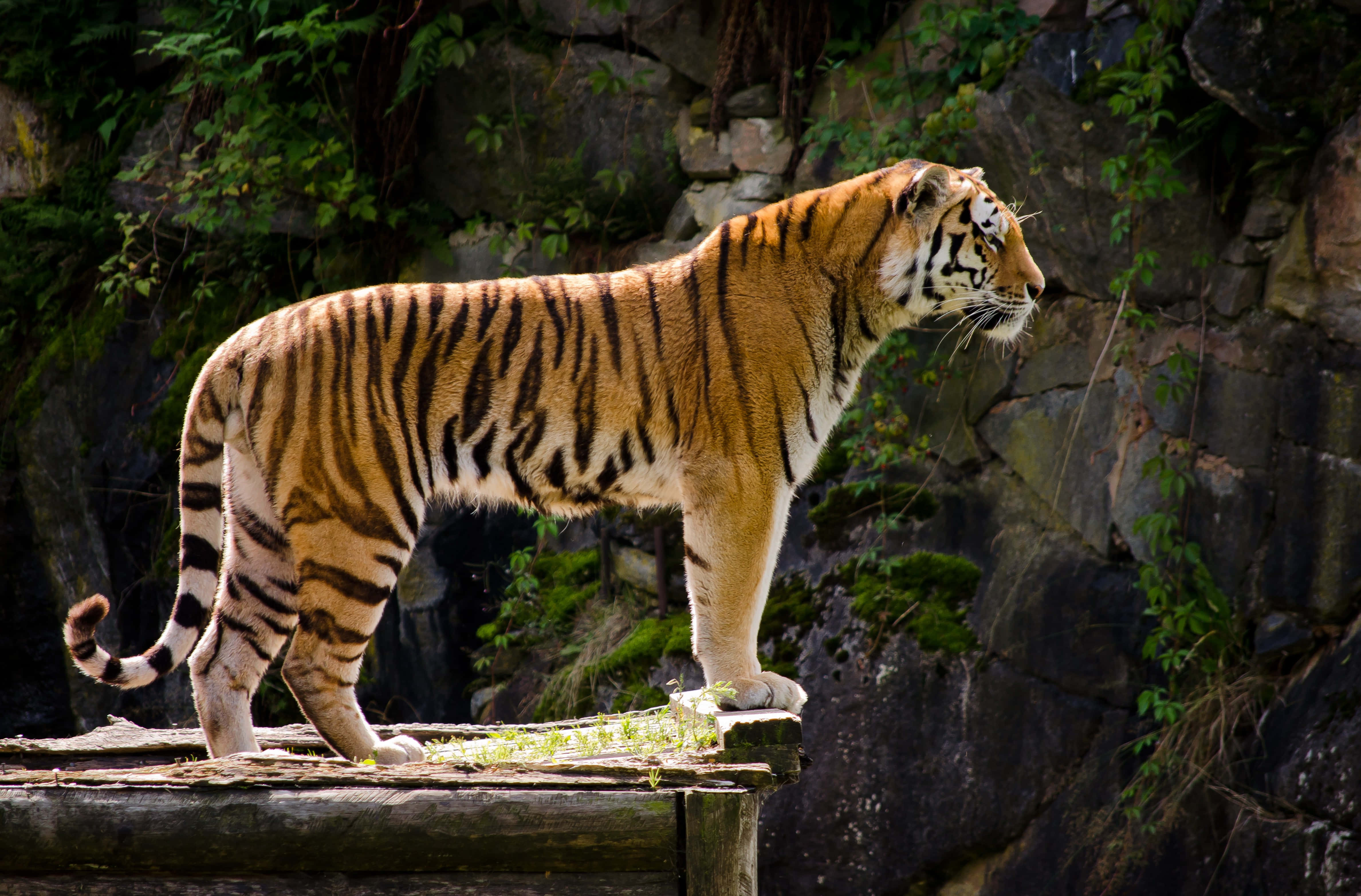 Marilag na Tigre na Gumagala sa Kagubatan Wallpaper
