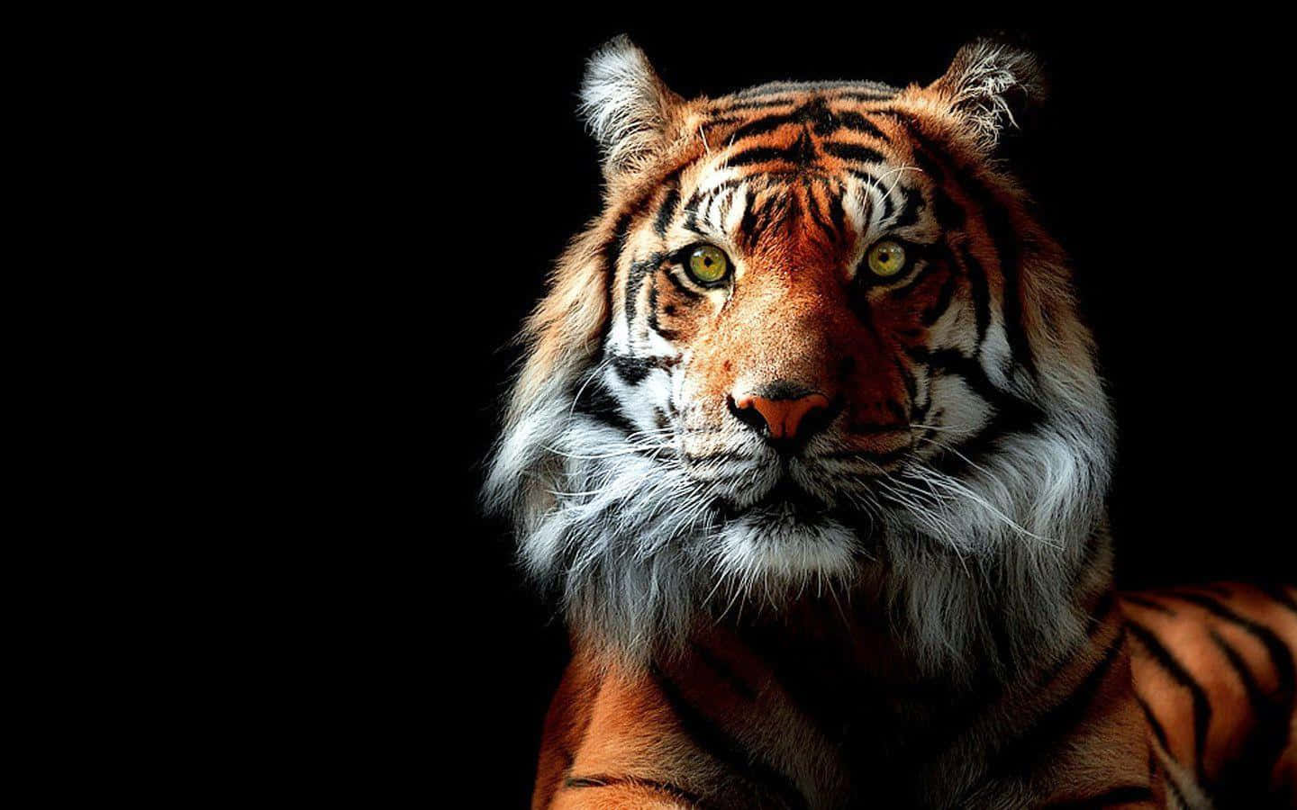 Marilag na Tigre na Naglalakad sa Ilang Wallpaper