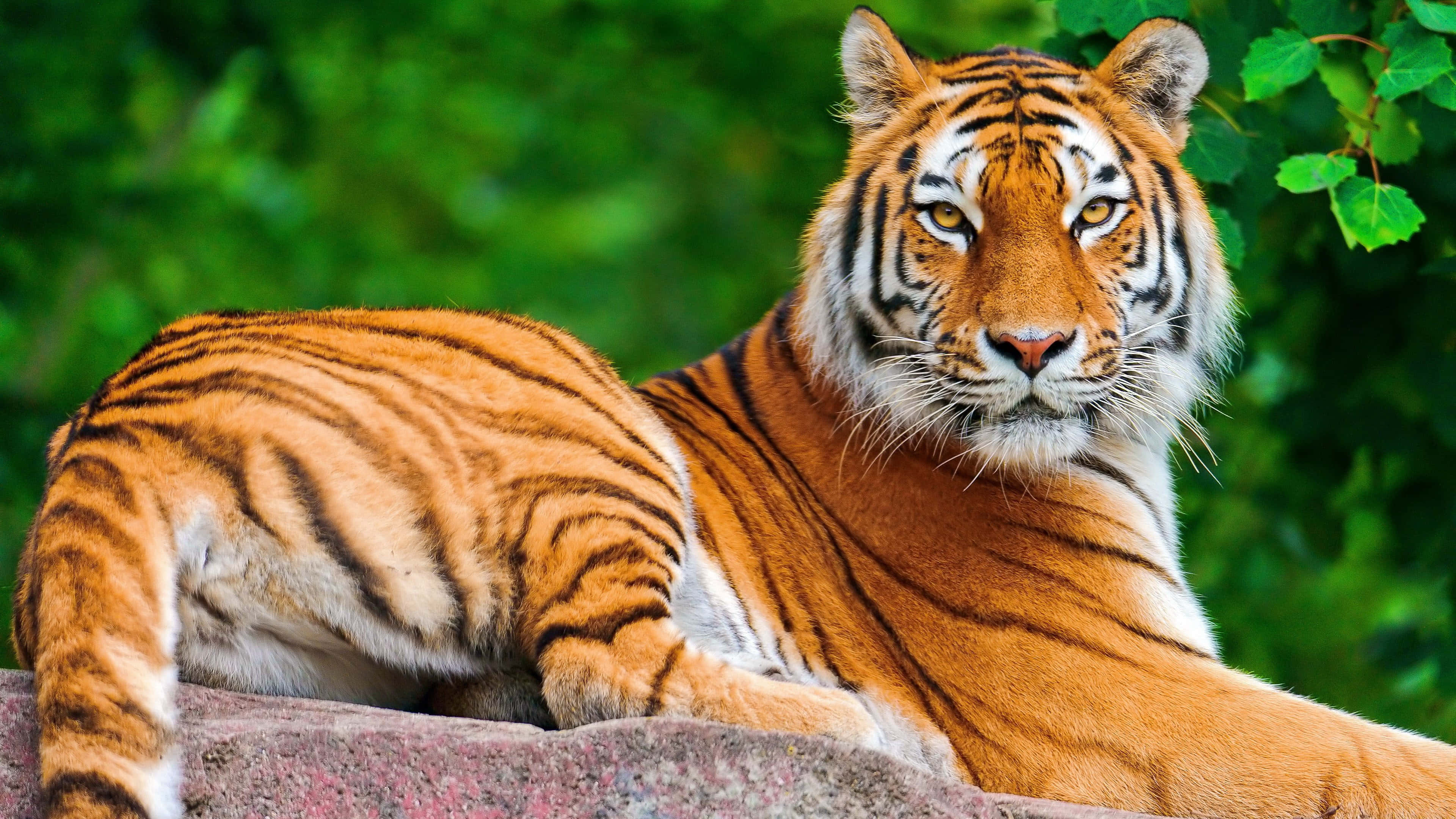 Marilagong Tigre sa Likas na Tirahan Wallpaper