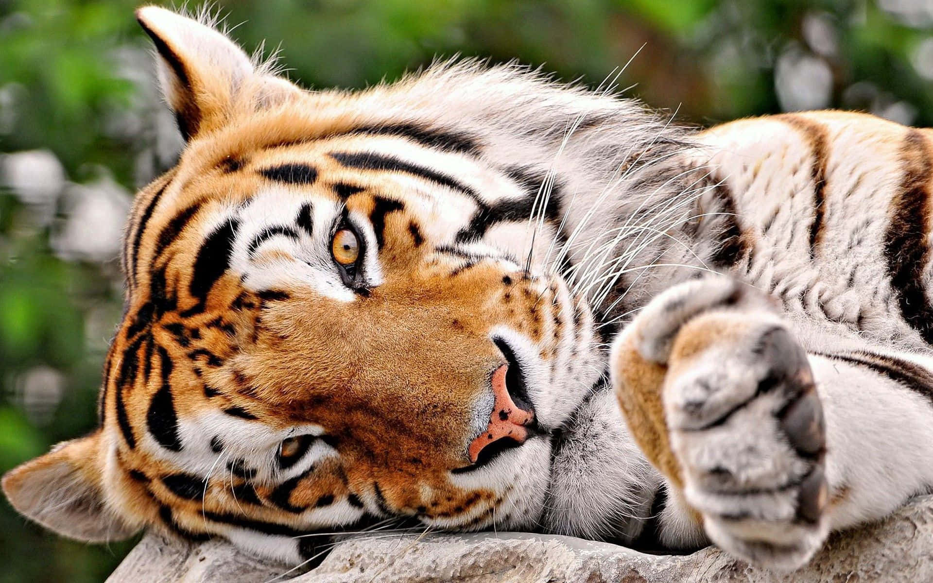 Marilagong Tigre sa Ilang Wallpaper