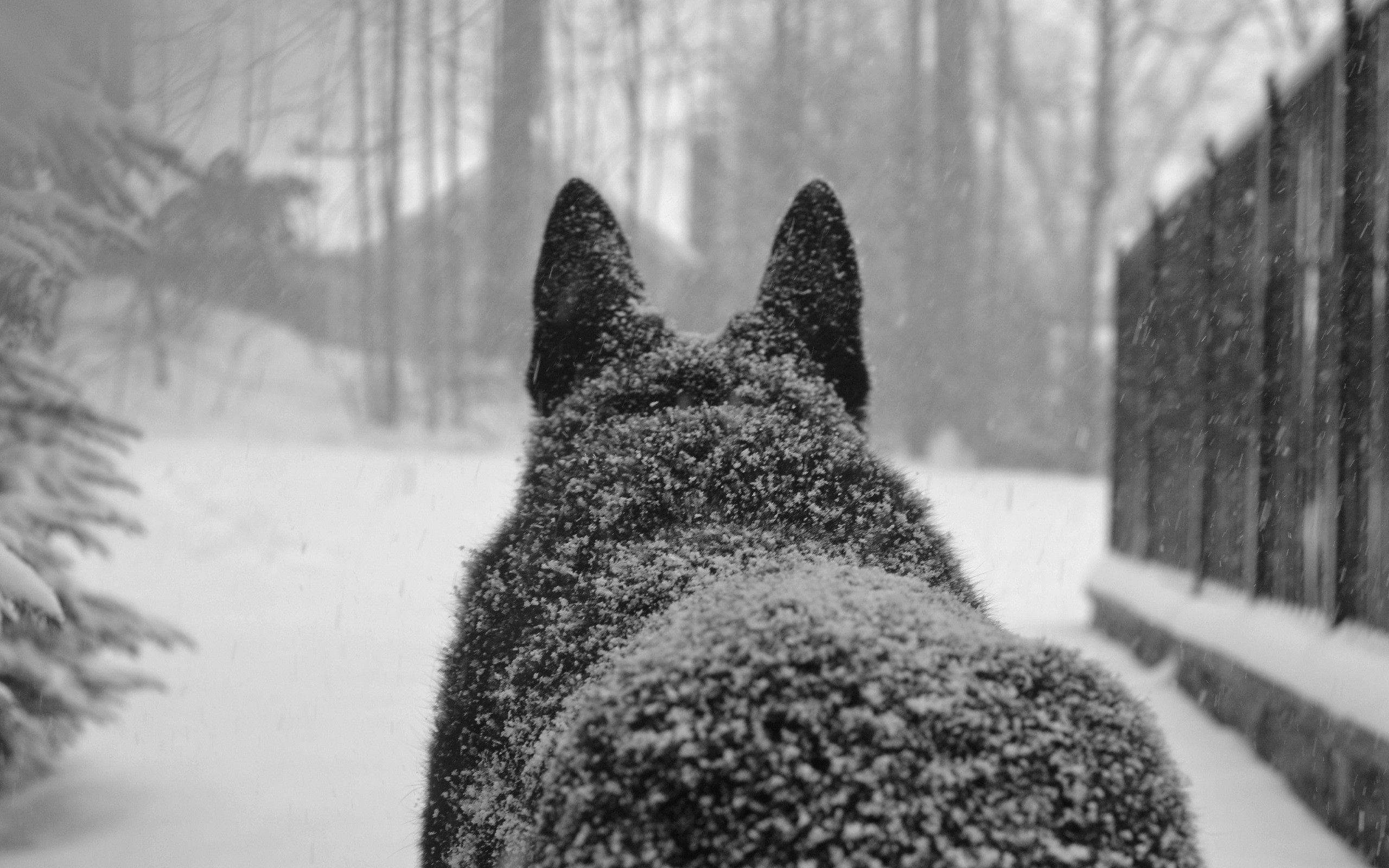 Maringal na Lobo sa Niyebe Wallpaper