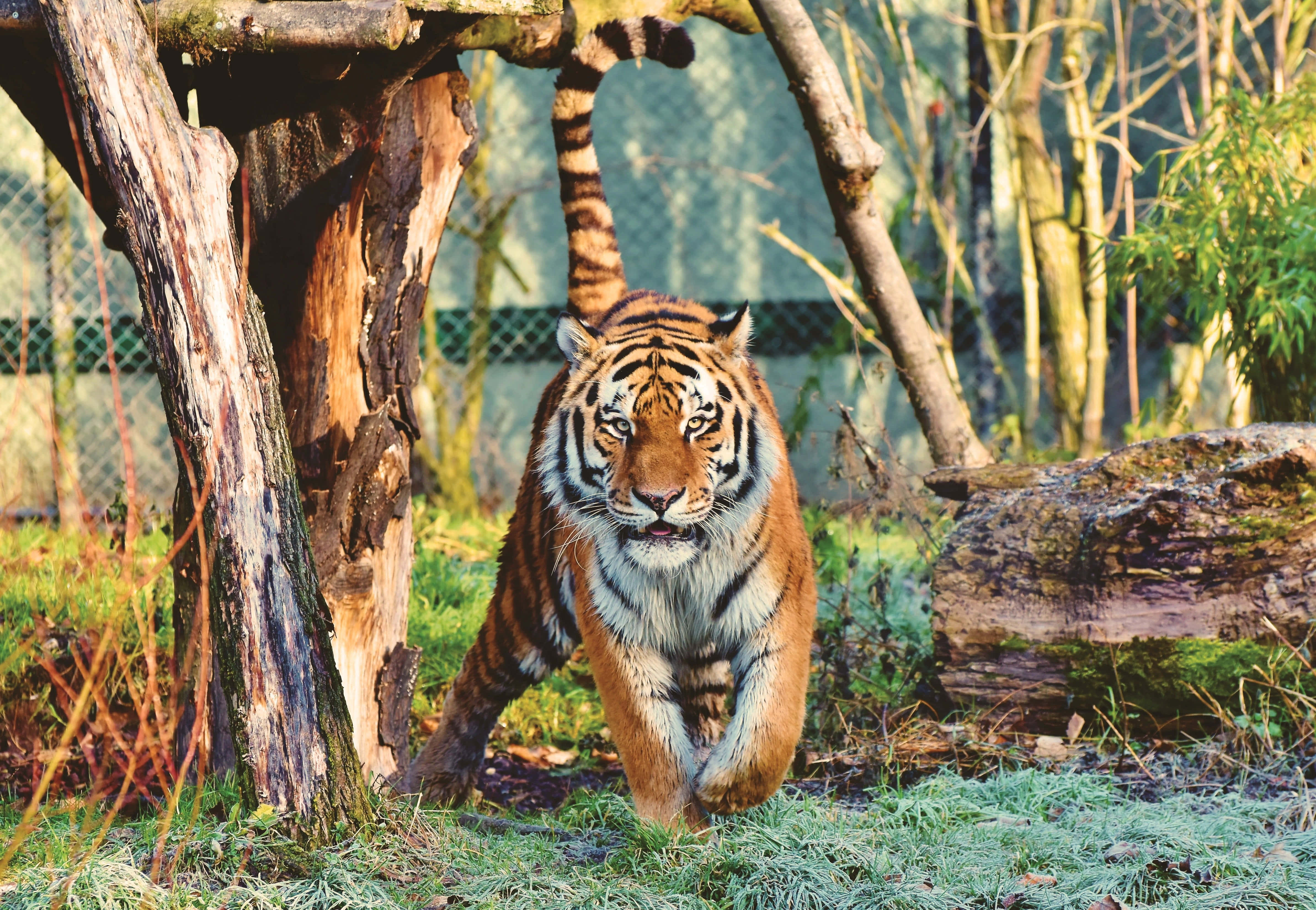 Maringal na Tigre na Naglalakad sa Kagubatan Wallpaper