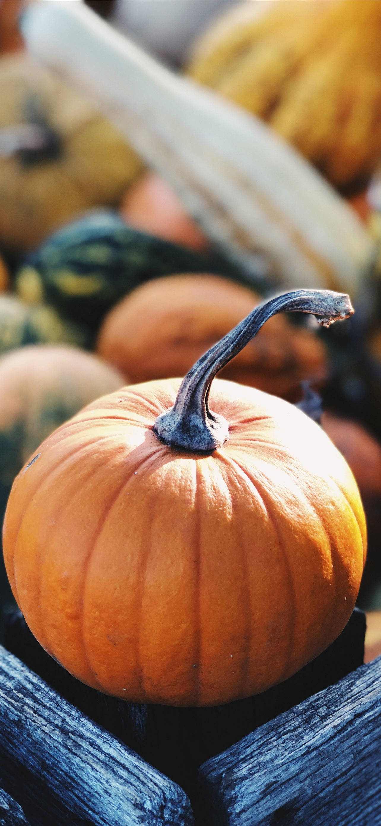 Market Pumpkin Thanksgiving iPhone Wallpaper