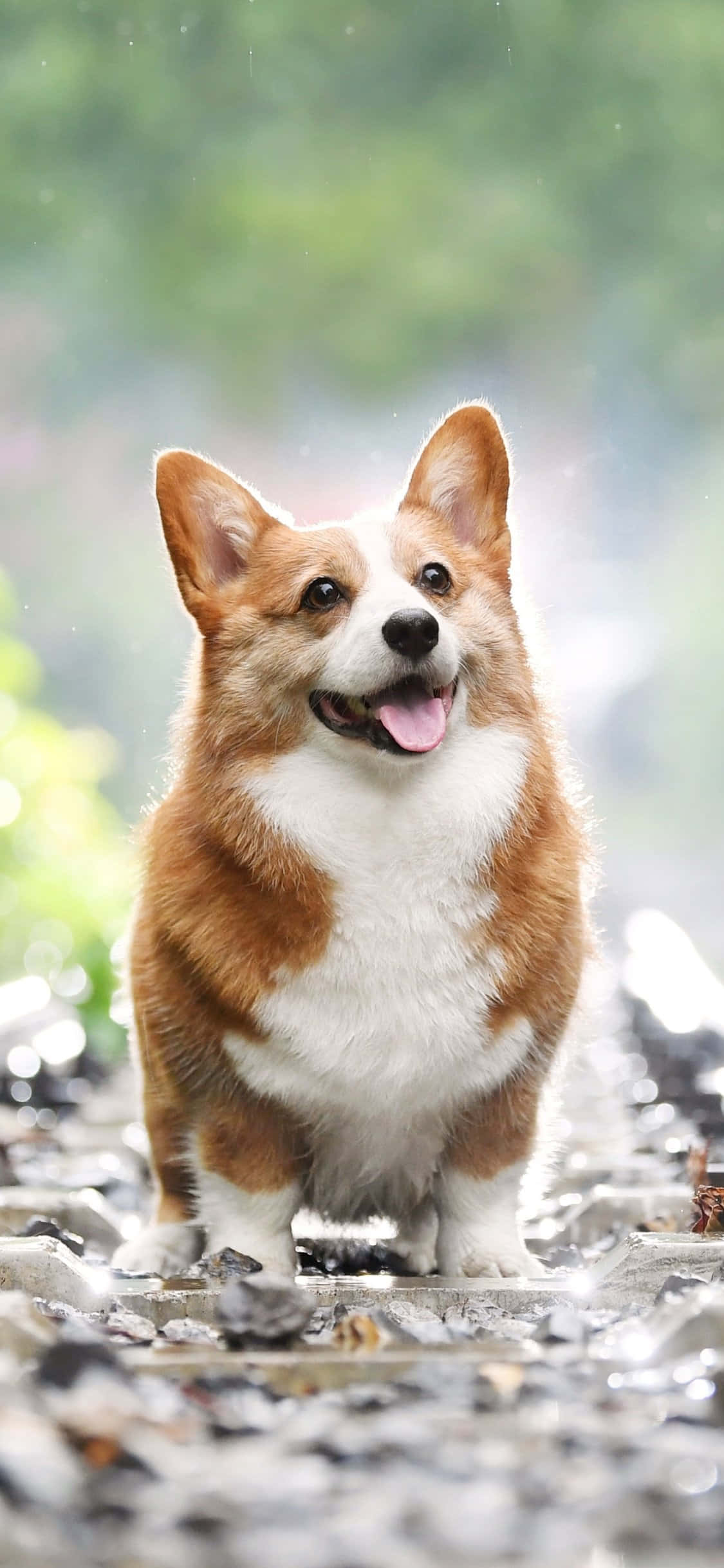Masayang Corgi handa na para sa araw! Wallpaper