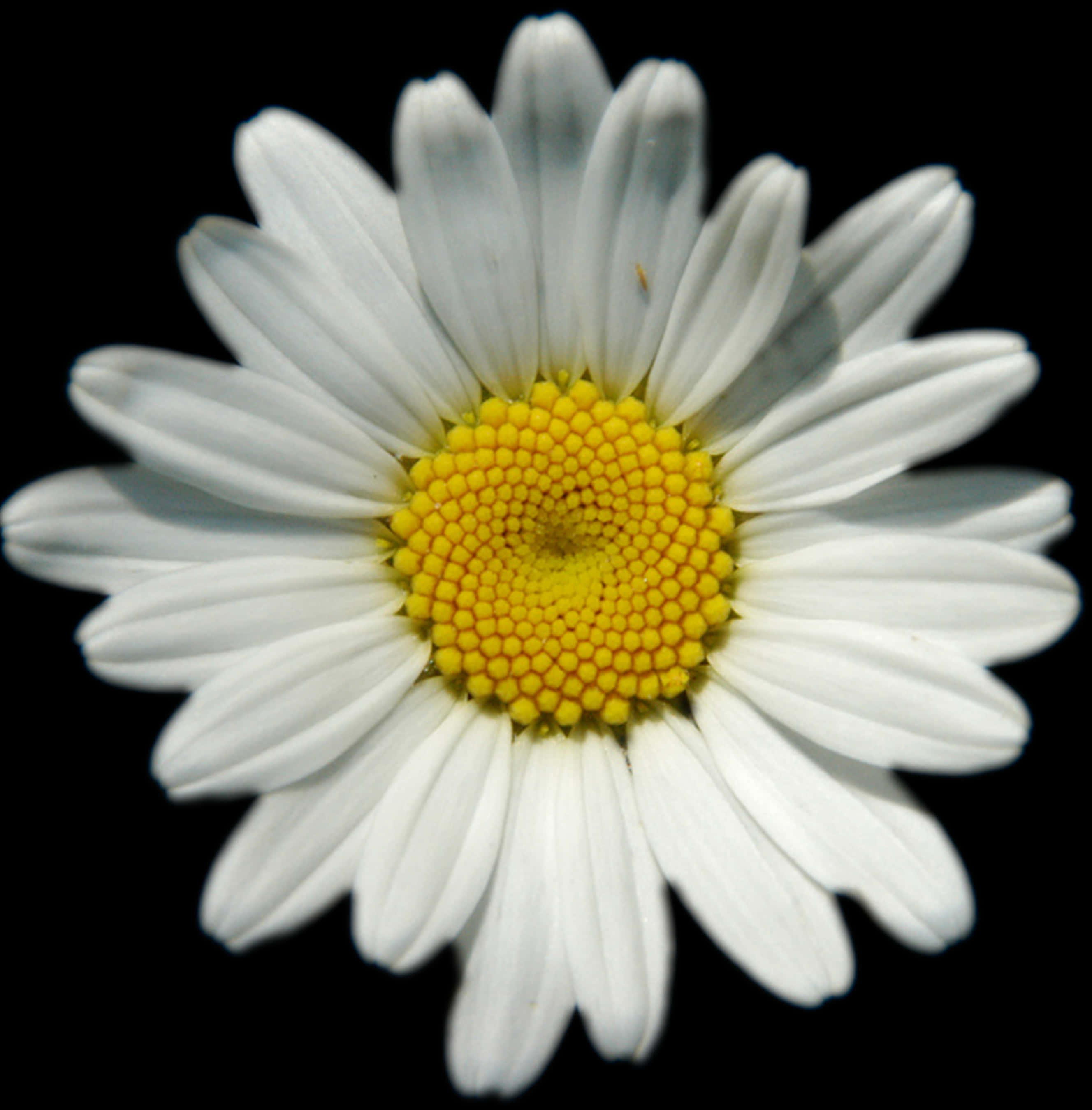 Masayang Daisy na May Itim na Background Wallpaper