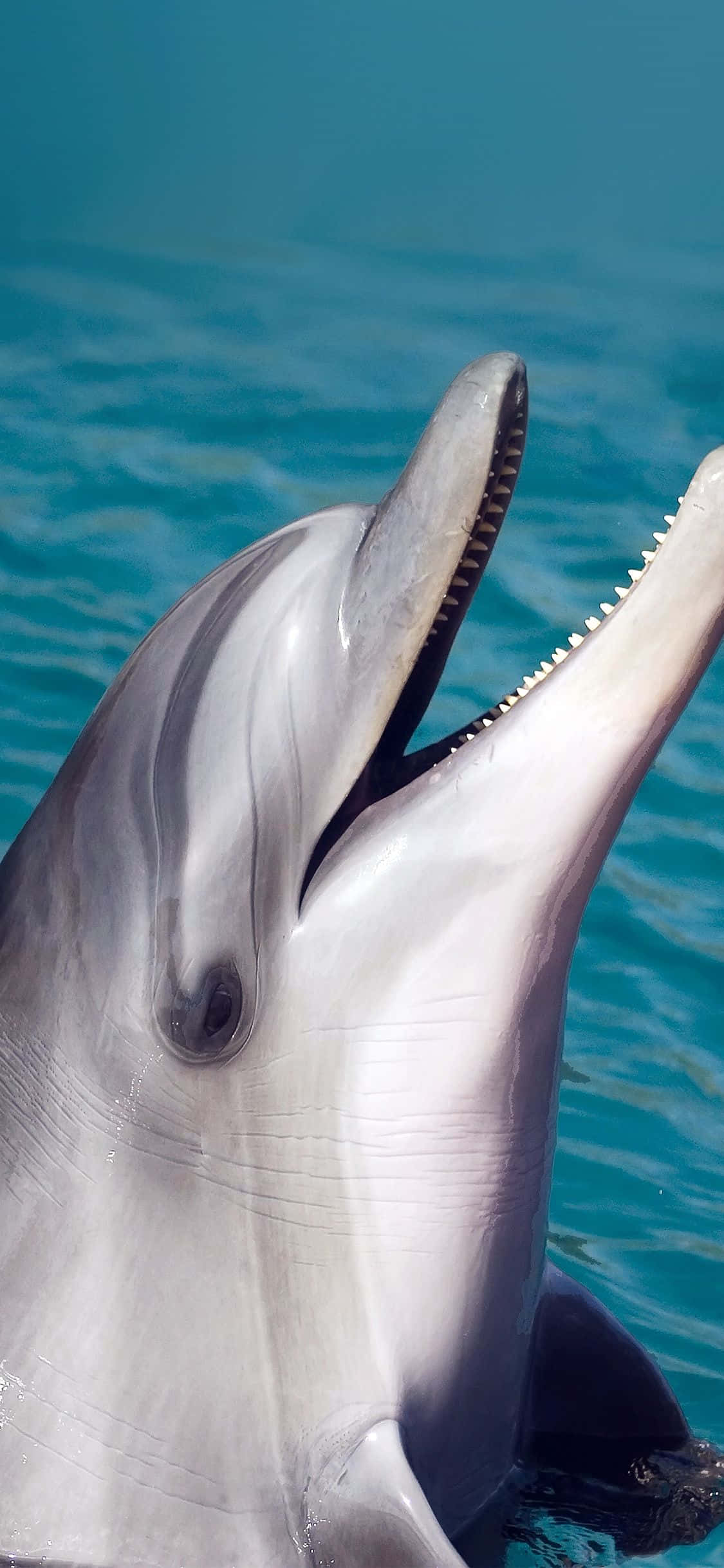 Masayang Dolphin na Nakangiti Wallpaper