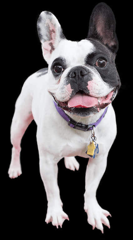 Masayang French Bulldog na Nakatayo Wallpaper