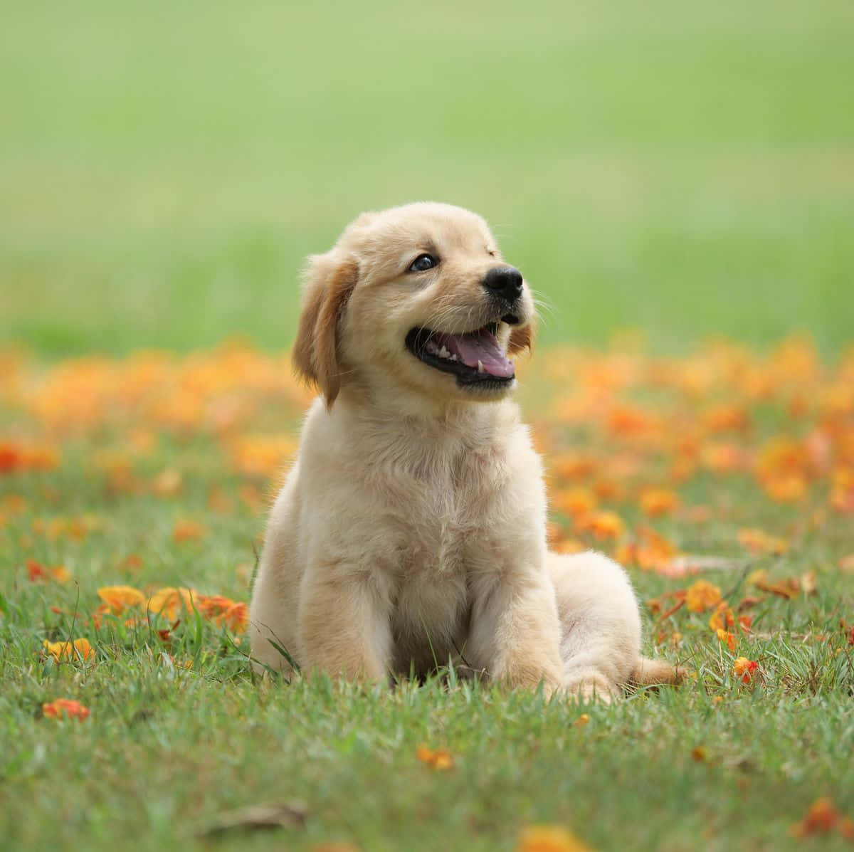 Masayang Larawan ng Golden Retriever na Tuta Wallpaper