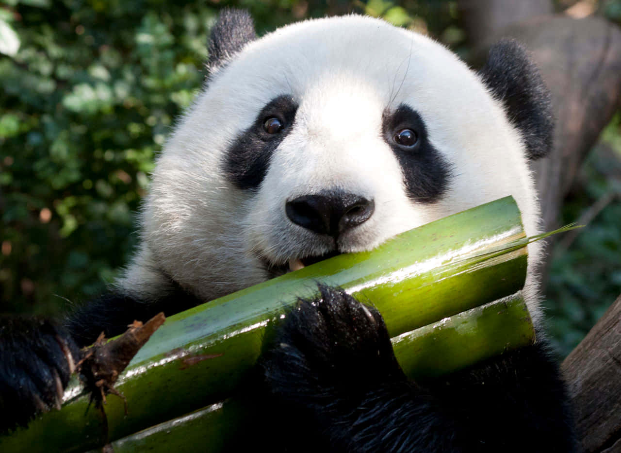 Masayang Pagsasama ng Munting Panda Sanggol sa Tanghali Wallpaper