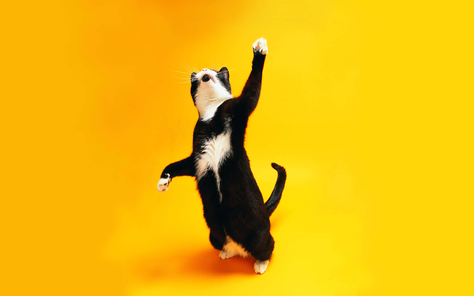 Masayang Pusa na Sumasayaw sa Dilaw na Background.JPG Wallpaper