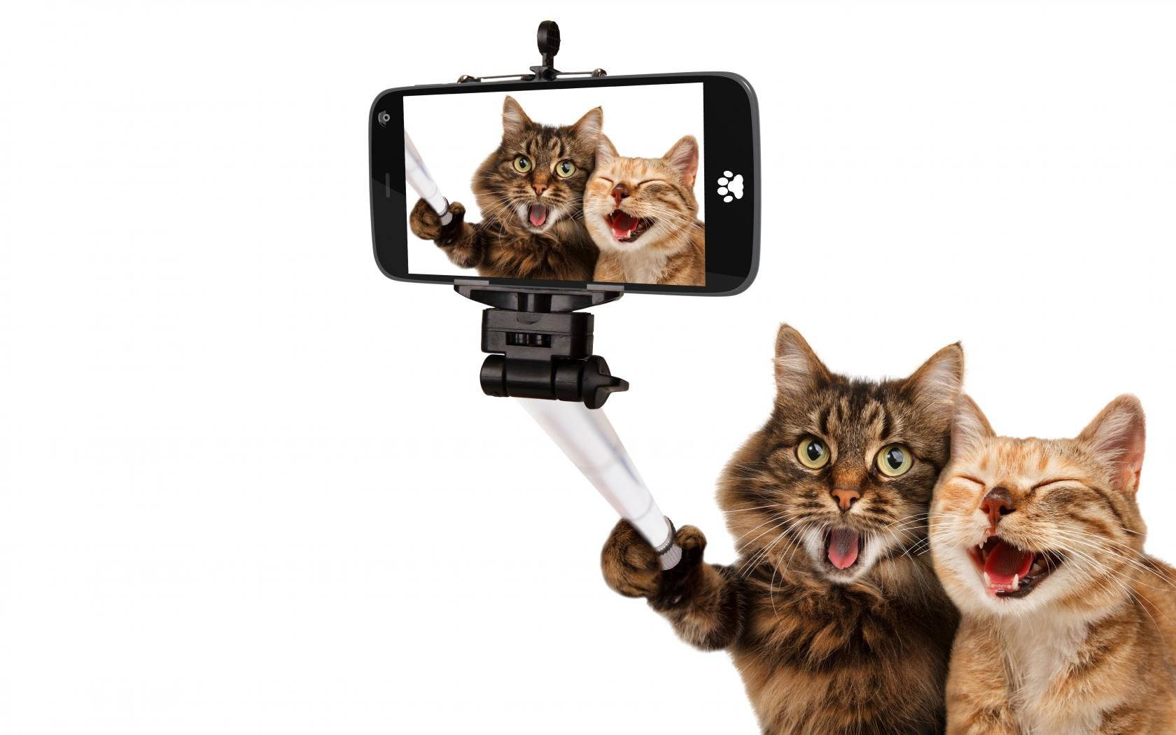 Masayang Pusa na Magkaibigan sa Selfie Wallpaper