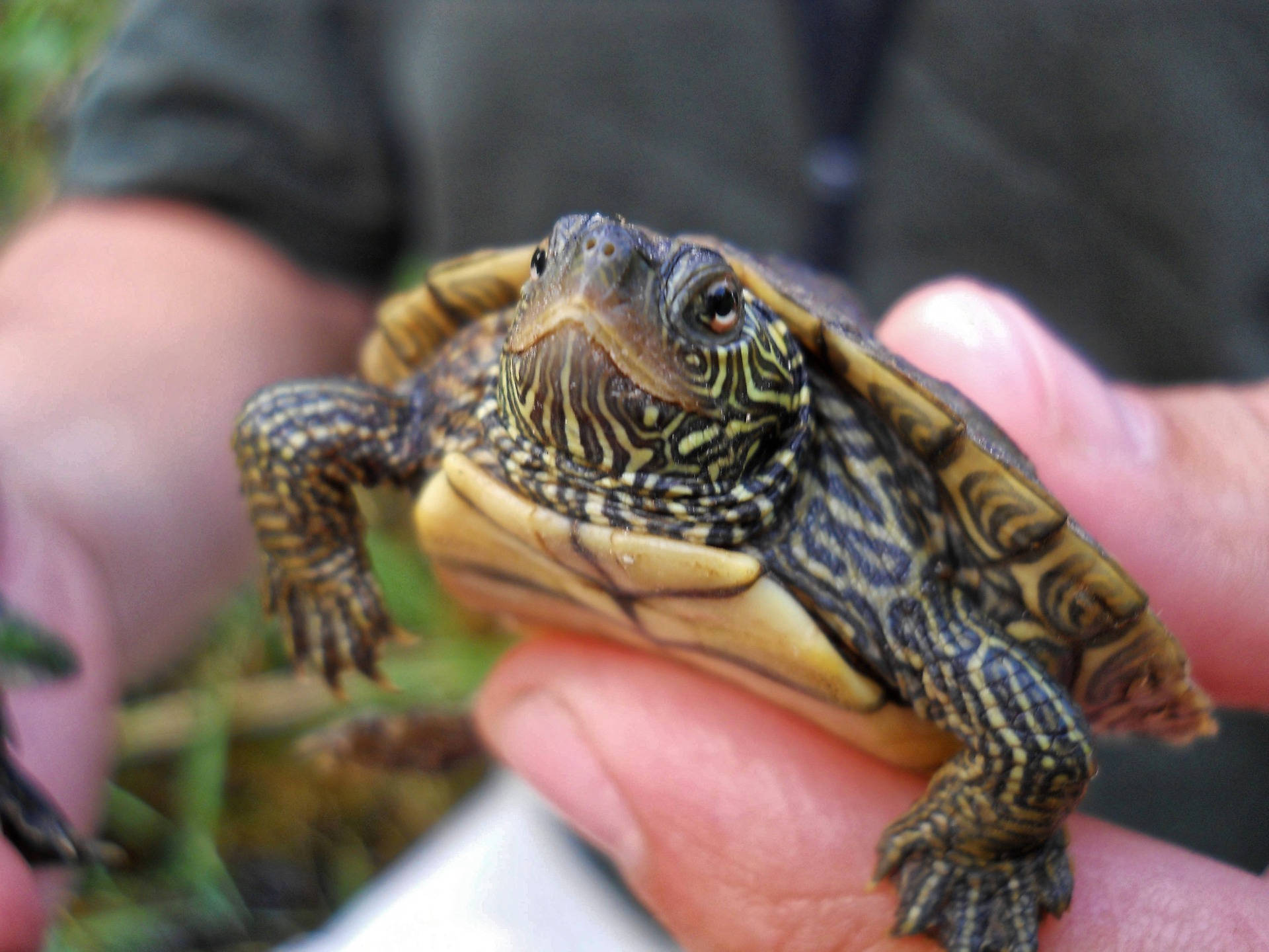 Masigang Maliit na Map Turtle na Nagbababad sa Araw Wallpaper