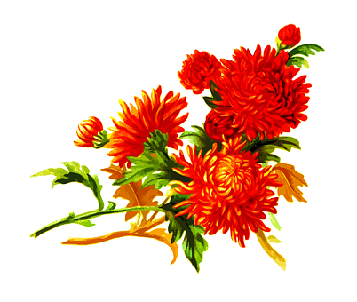Masiglang Kahel na Krisantemo na Sining ng Bulaklak Wallpaper