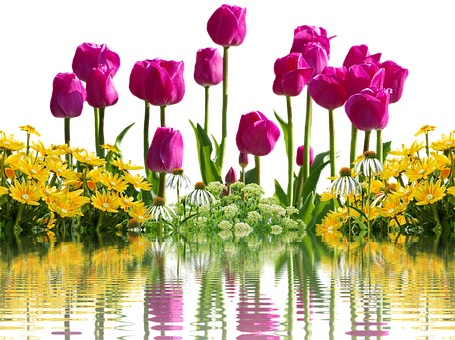 Masiglang mga Tulip at Dilaw na Bulaklak na may Repleksyon Wallpaper