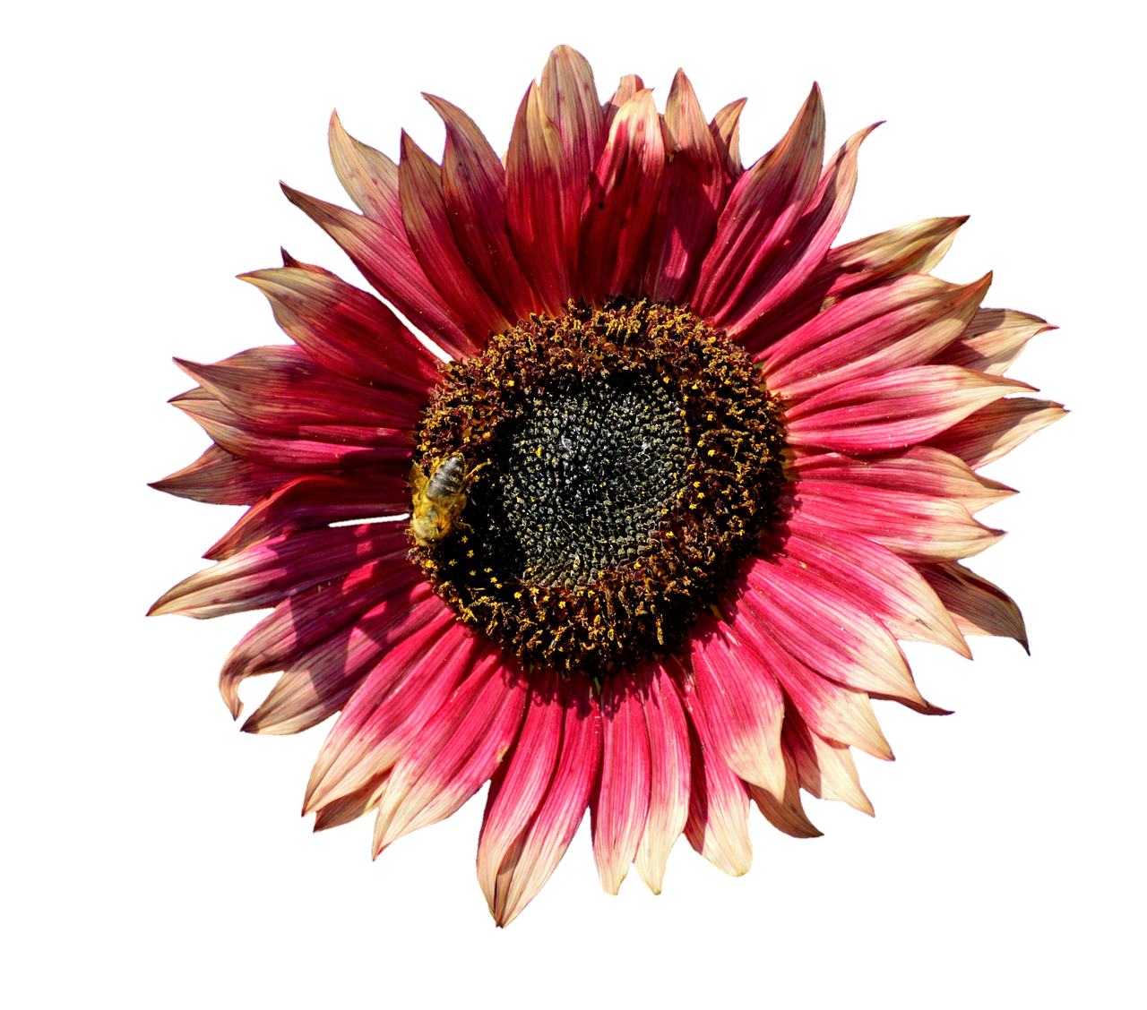 Masiglang Pink na Sunflower na may Pukyutan Wallpaper