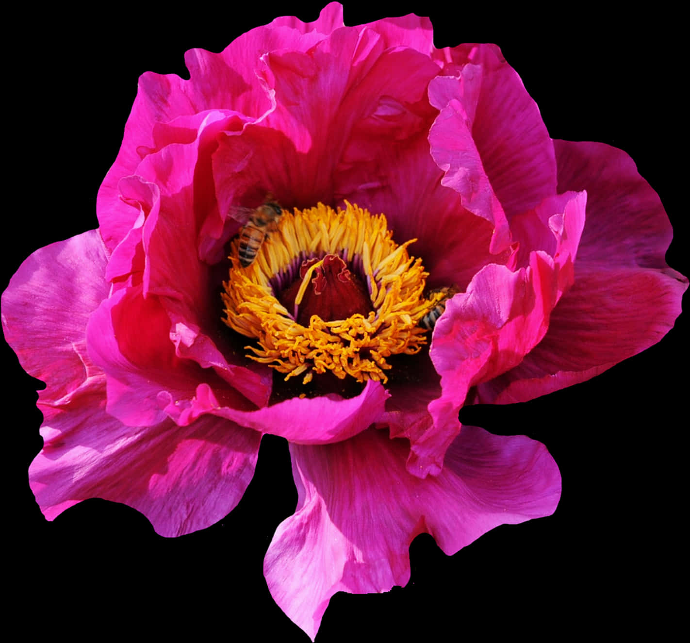 Masiglang Rosas na Peony na may Pukyutan Wallpaper