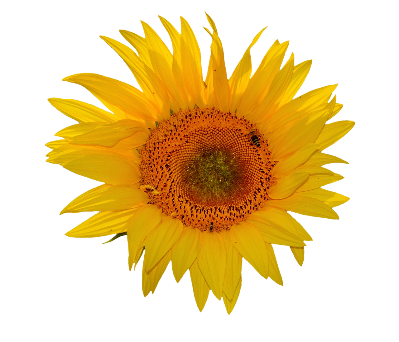 Masiglang Sunflower Laban sa Itim na Background.JPG Wallpaper