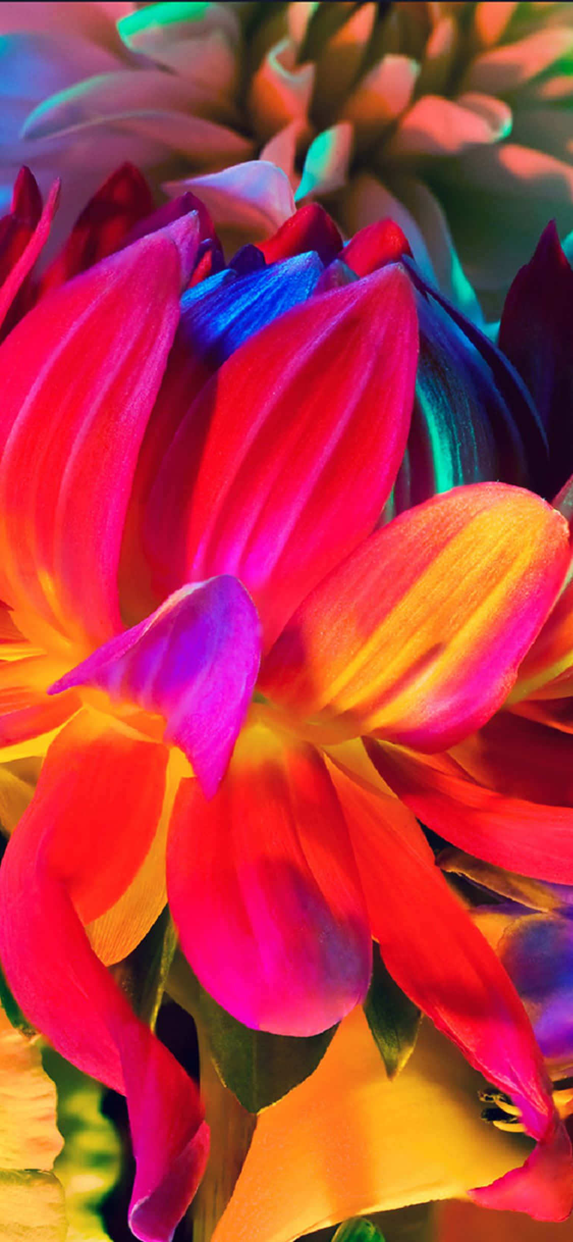Masiya sa magandang rainbow garden ng mga bulaklak sa iyong iPhone! Wallpaper