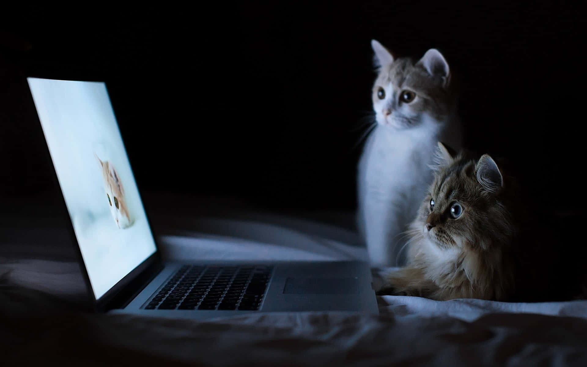 Masiyahan sa isang maganda at aesthetic na display gamit ang Macbook Wallpaper