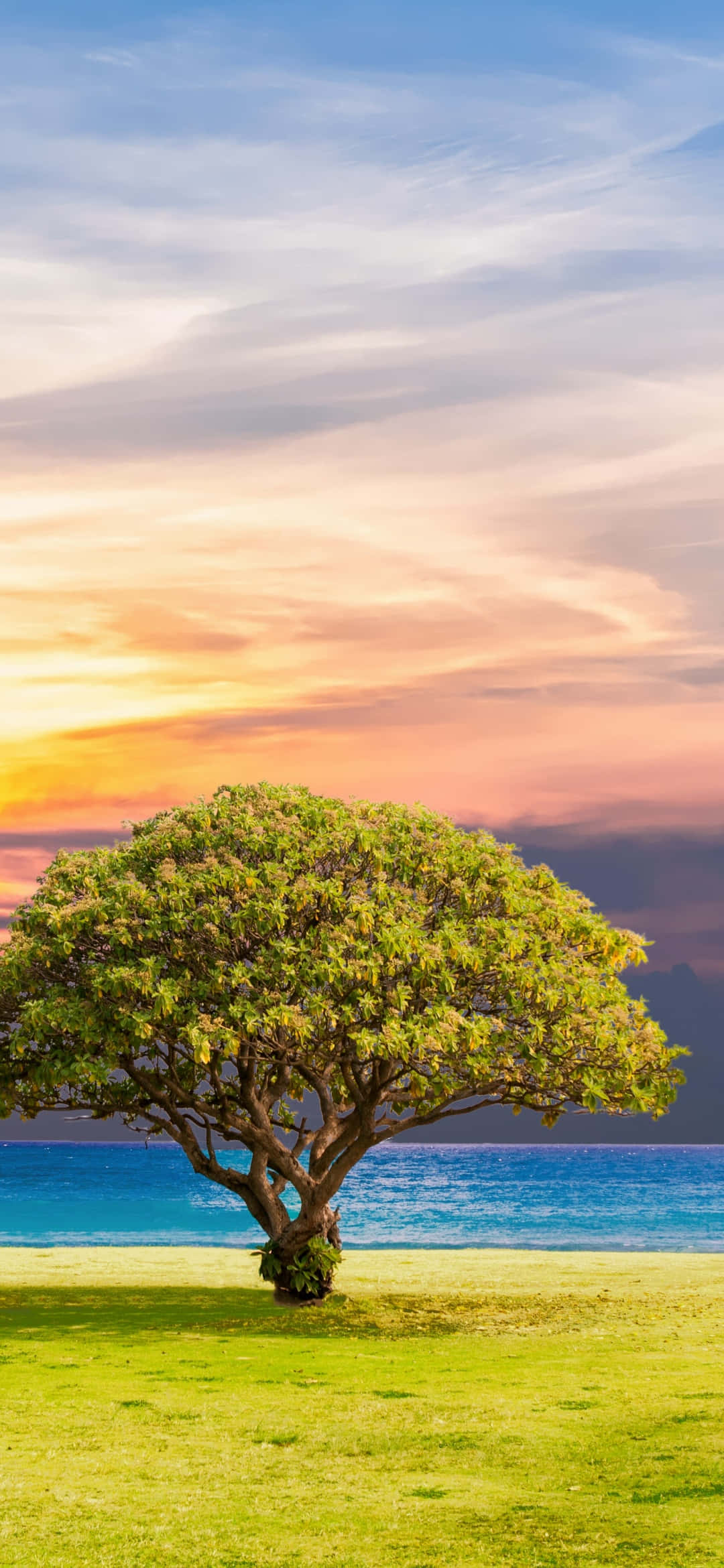 Masiyahan sa kagandahan ng kalikasan sa lahat nitong karangalan Wallpaper