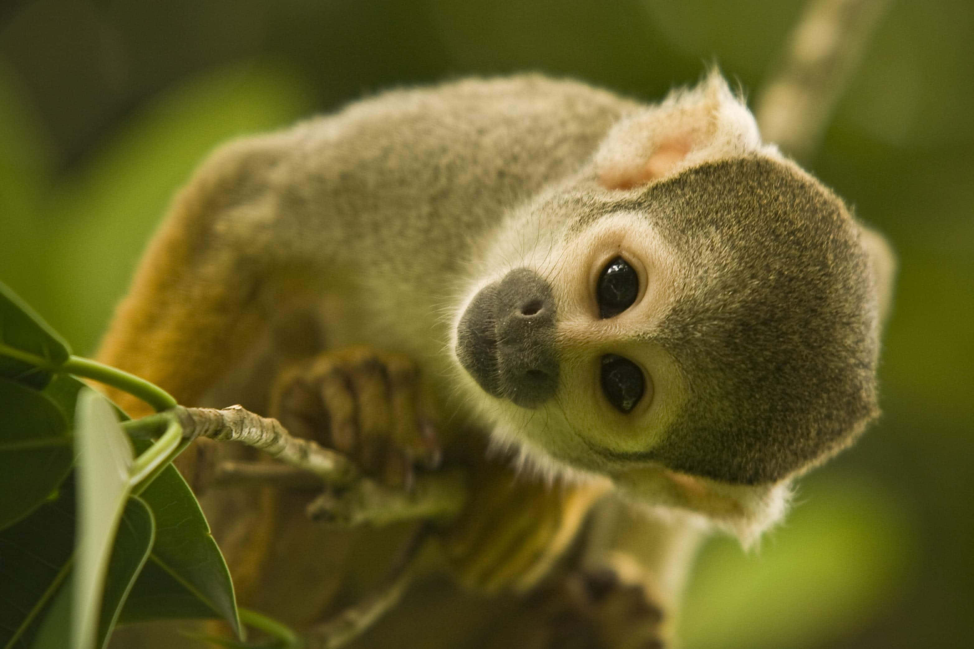 Matamis at kaakit-akit, ang cute na unggoy na ito ay hindi makapaghintay na ipakita sa iyo ang isang ngiti. Wallpaper