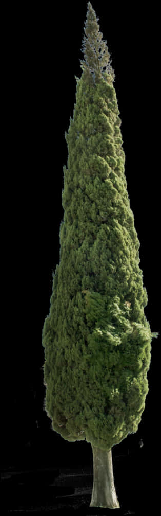 Matangkad na Puno ng Evergreen na Itim na Background Wallpaper