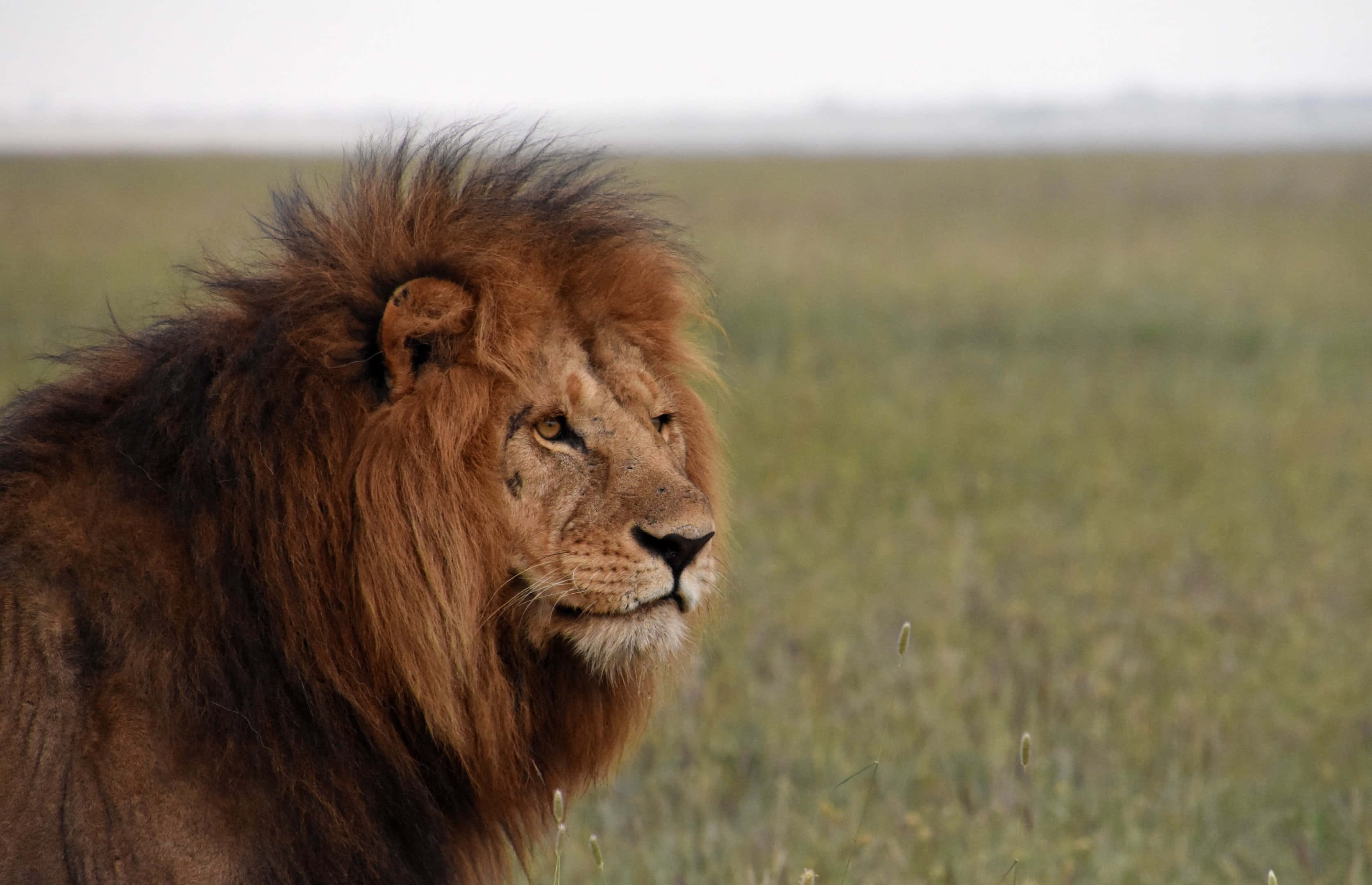 Matapang at Maringal - Isang Leon sa African Savannah Wallpaper