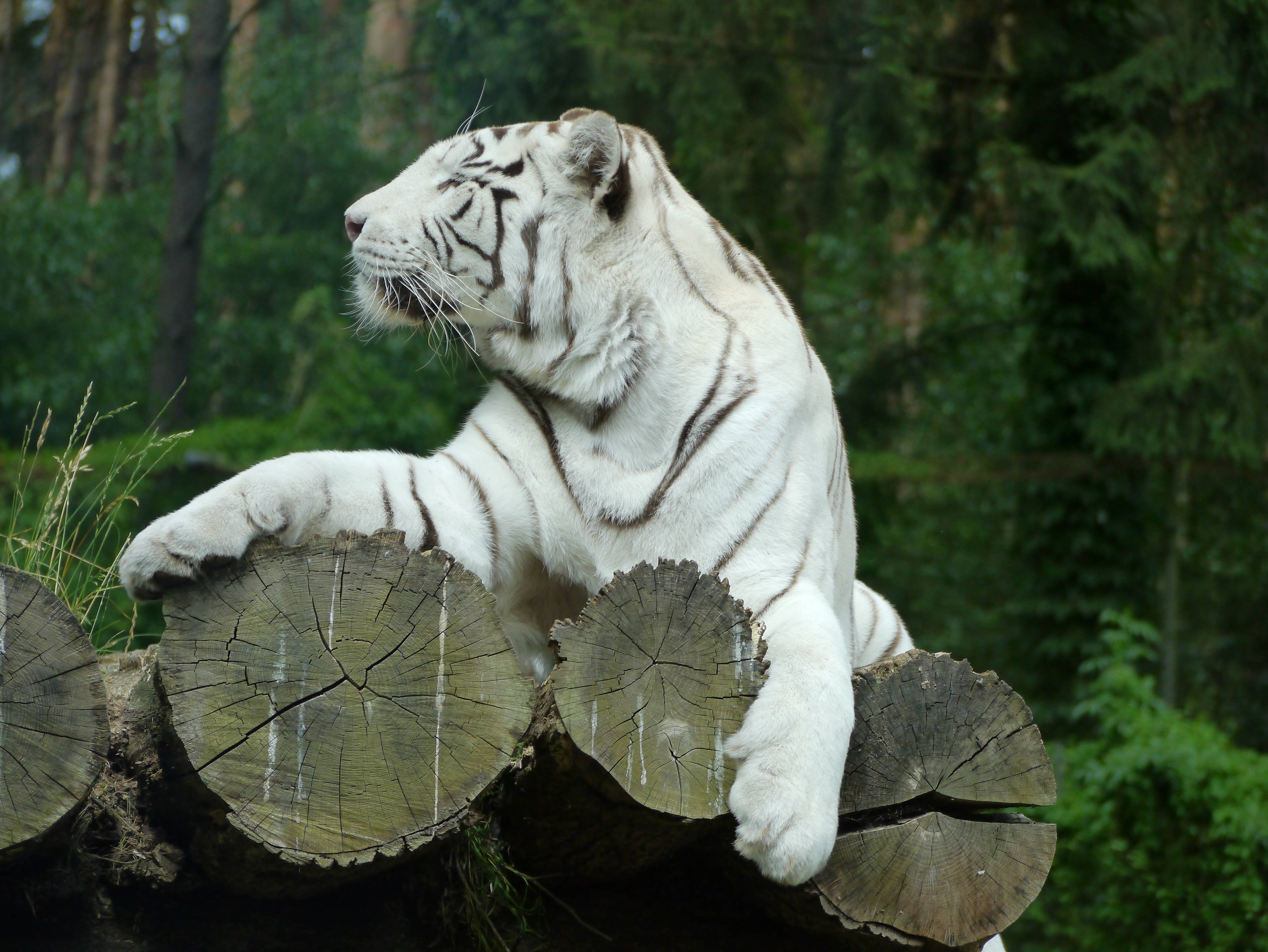 Matapang na Puting Tigre sa Ilang Wallpaper