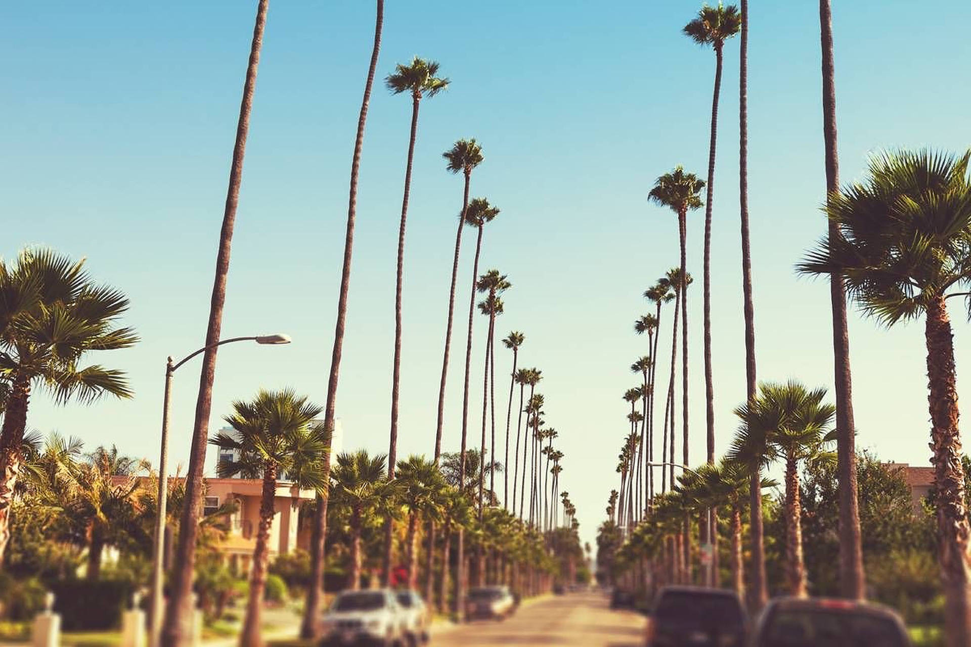Matataas na Puno ng Palad sa Sunset Boulevard Wallpaper