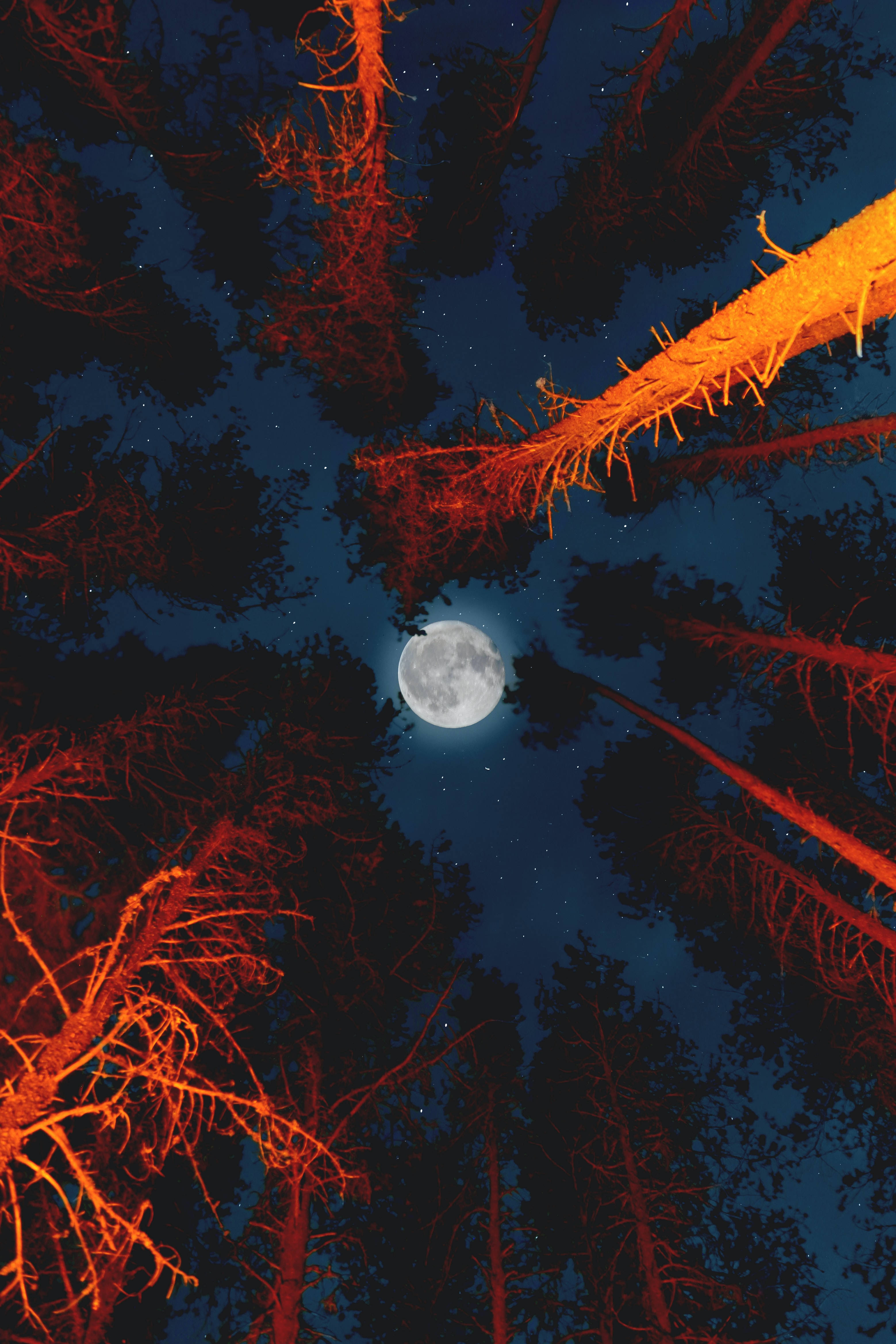 Matataas na Puno sa Ilaw ng Buwan Wallpaper