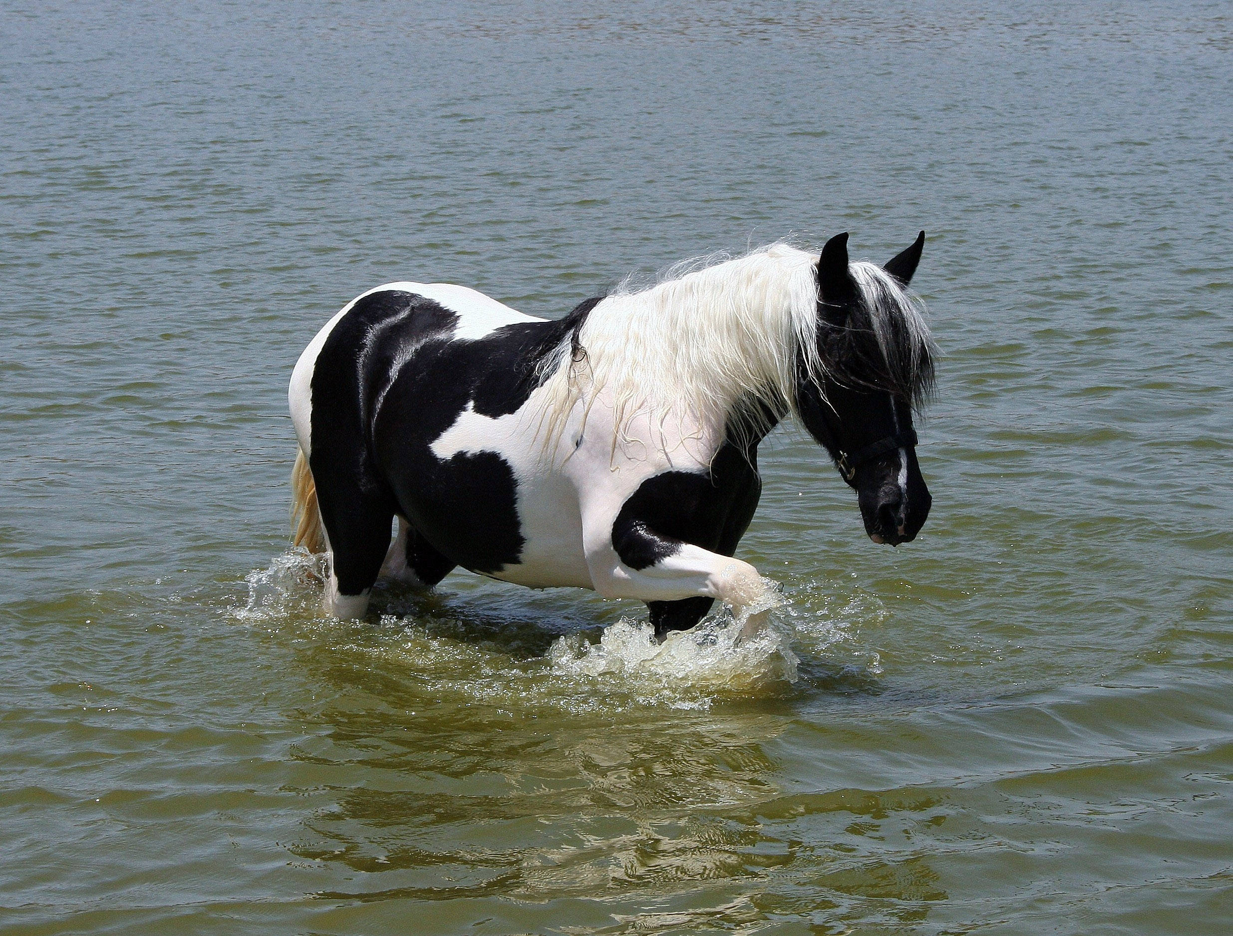 Matatag na Pinto Horse na Nag-eenjoy sa Sabsaban sa Tubig Wallpaper