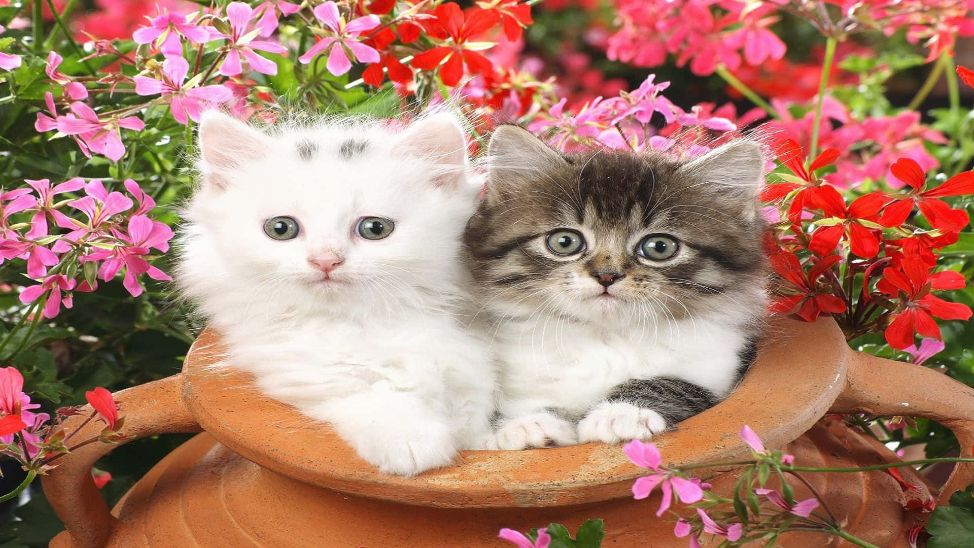 Matching Cat Pfp na Clay Jar Wallpaper