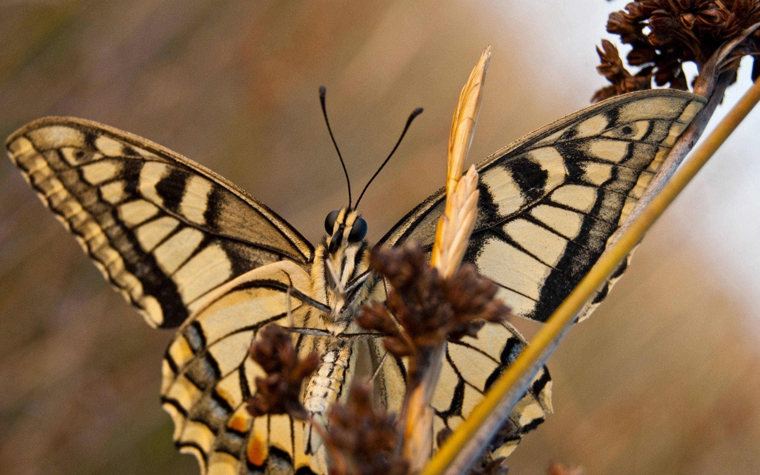Matingkad at Kapansin-pansing Itim-Dilaw na Swallowtail Butterfly Wallpaper