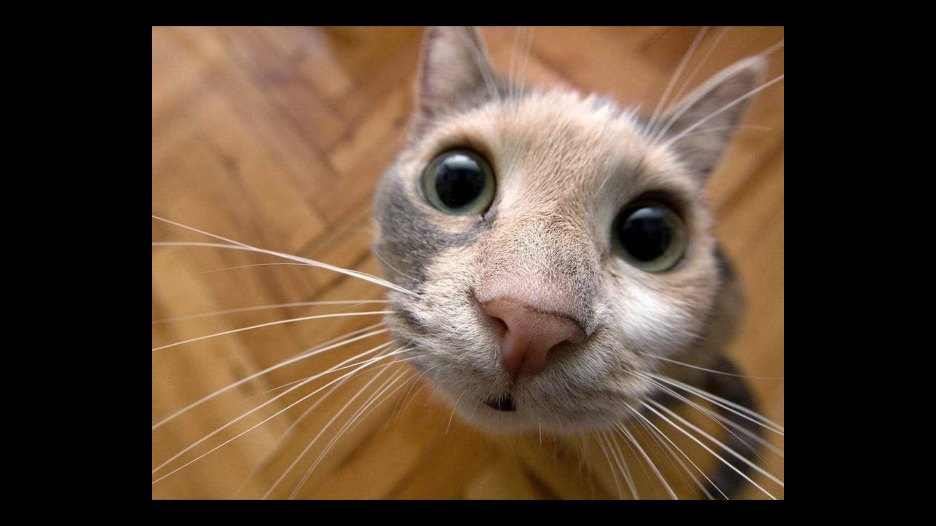 Mausisa at Nakakatawang Pusa Wallpaper