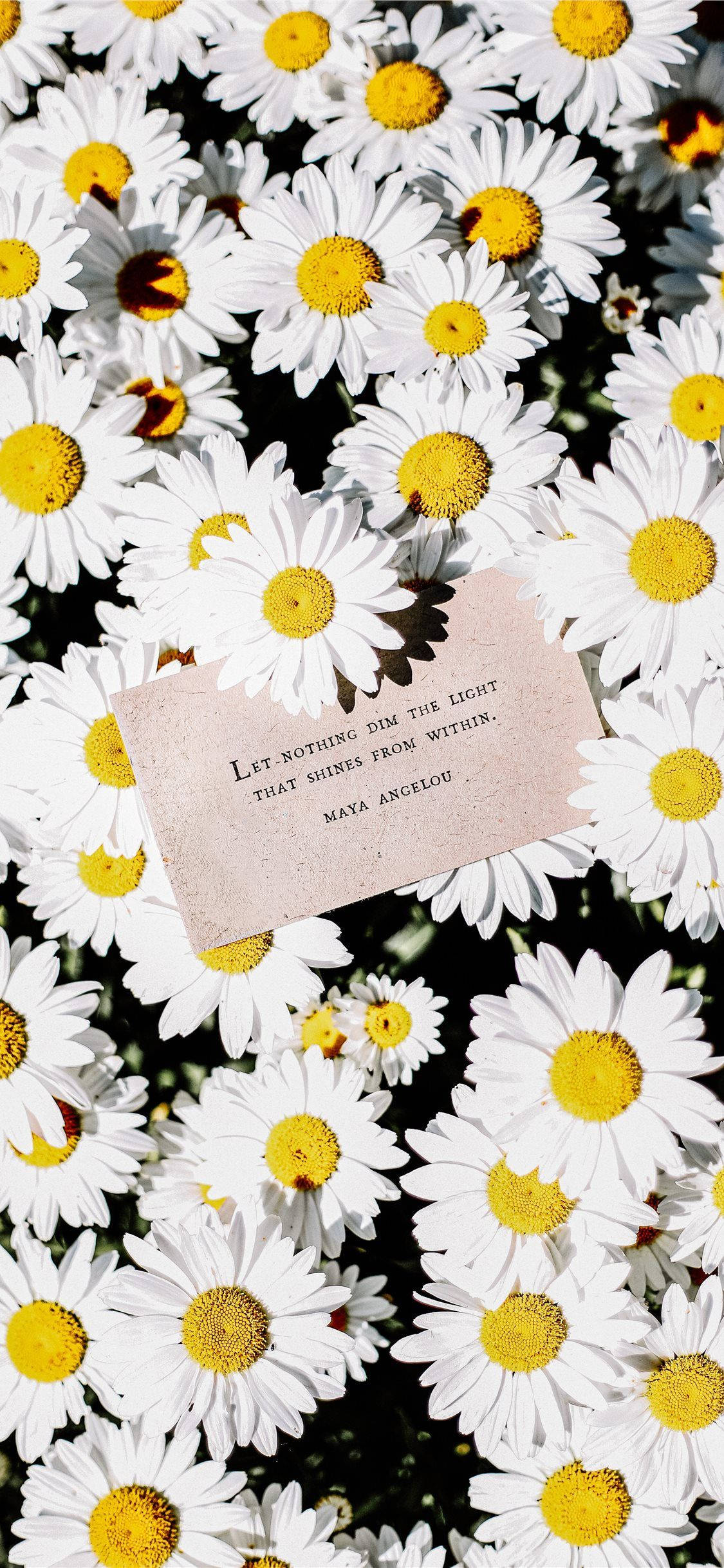 Maya Angelou Quote At Daisy iPhone Wallpaper