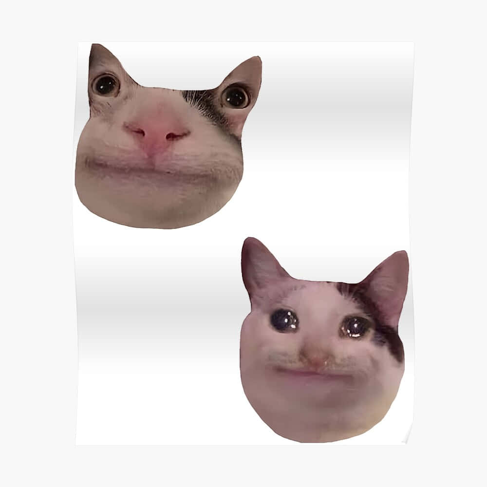 Meme Cat Nakakatawang Discord PFP Wallpaper