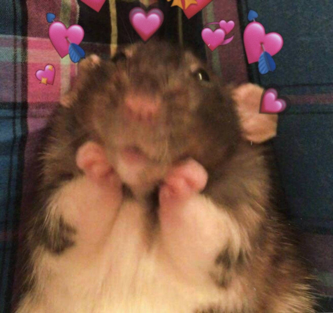 Meme ng Hamster na Na-inlove Wallpaper