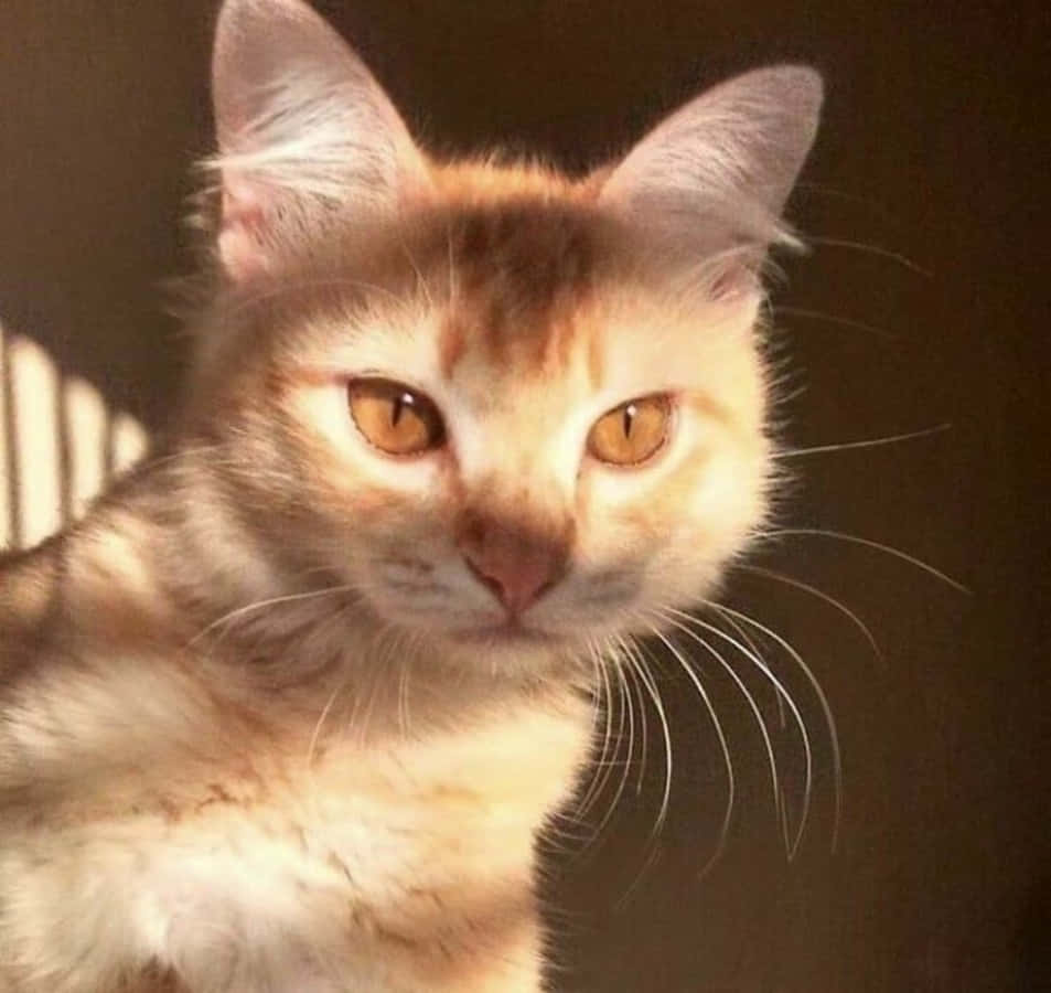 Meow at Maging Aesthetic Wallpaper