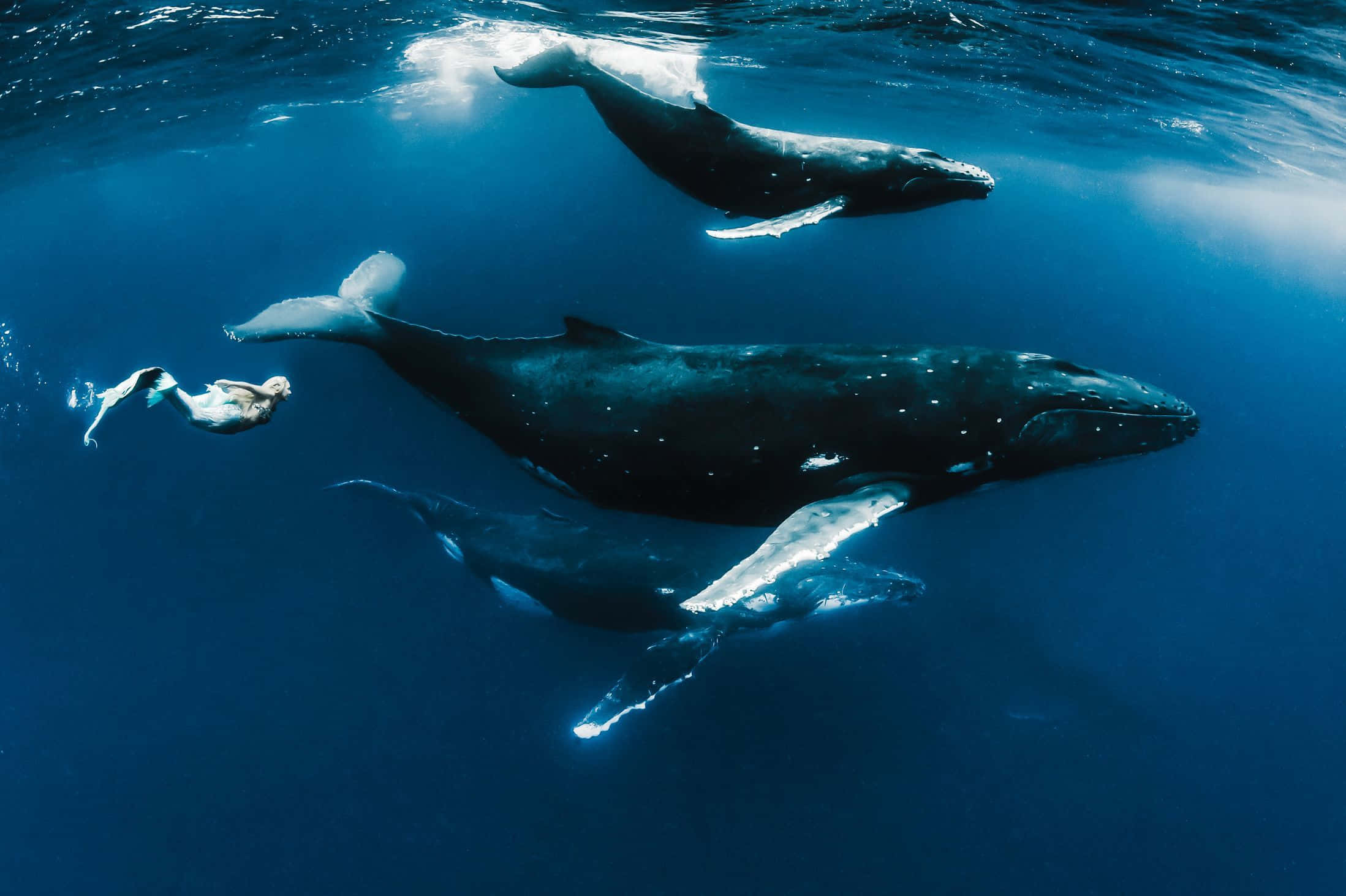 Mermaids at Tunay na Blue Whales na Litrato Wallpaper