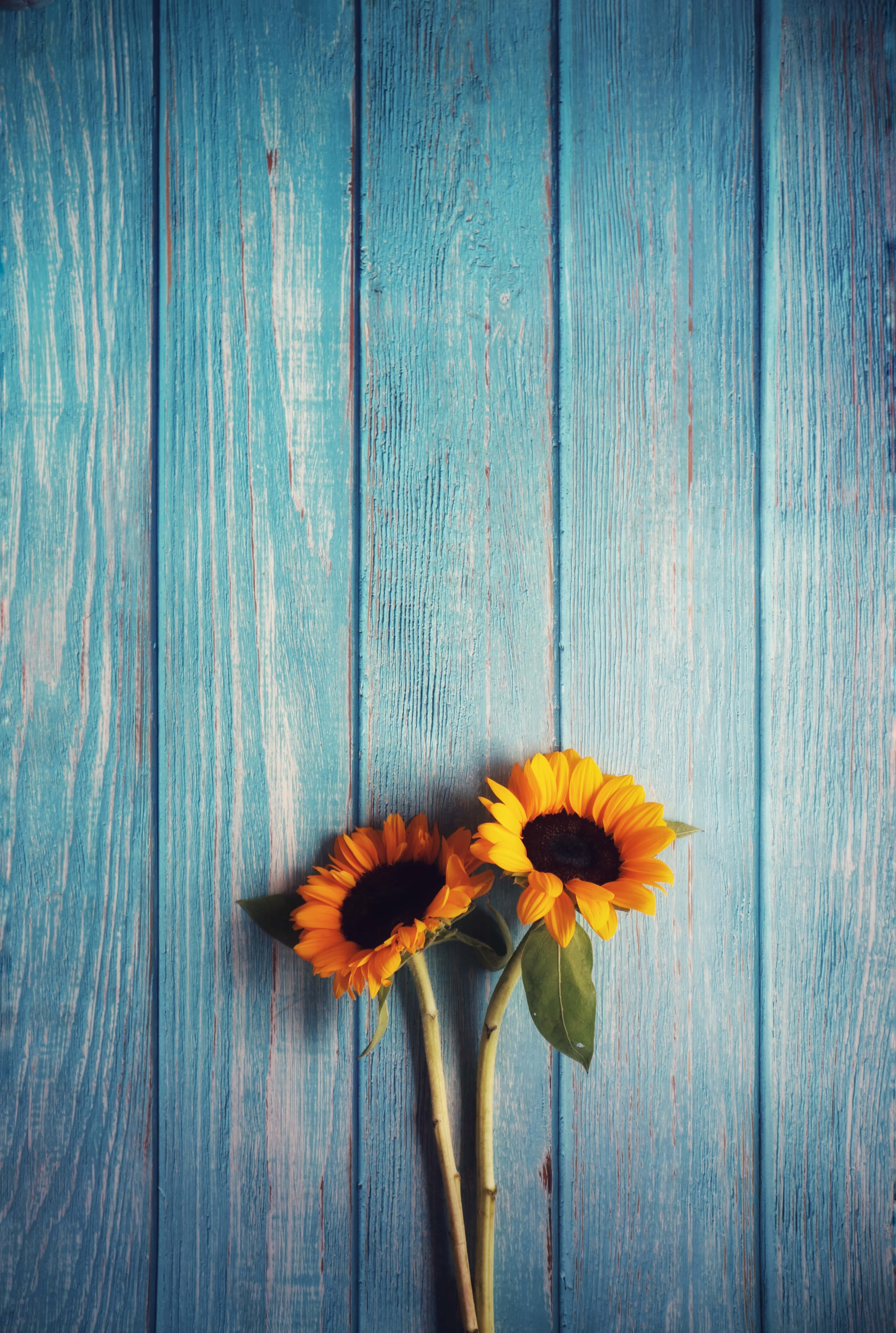 Mesang Kahoy na May Sunflower Phone Wallpaper