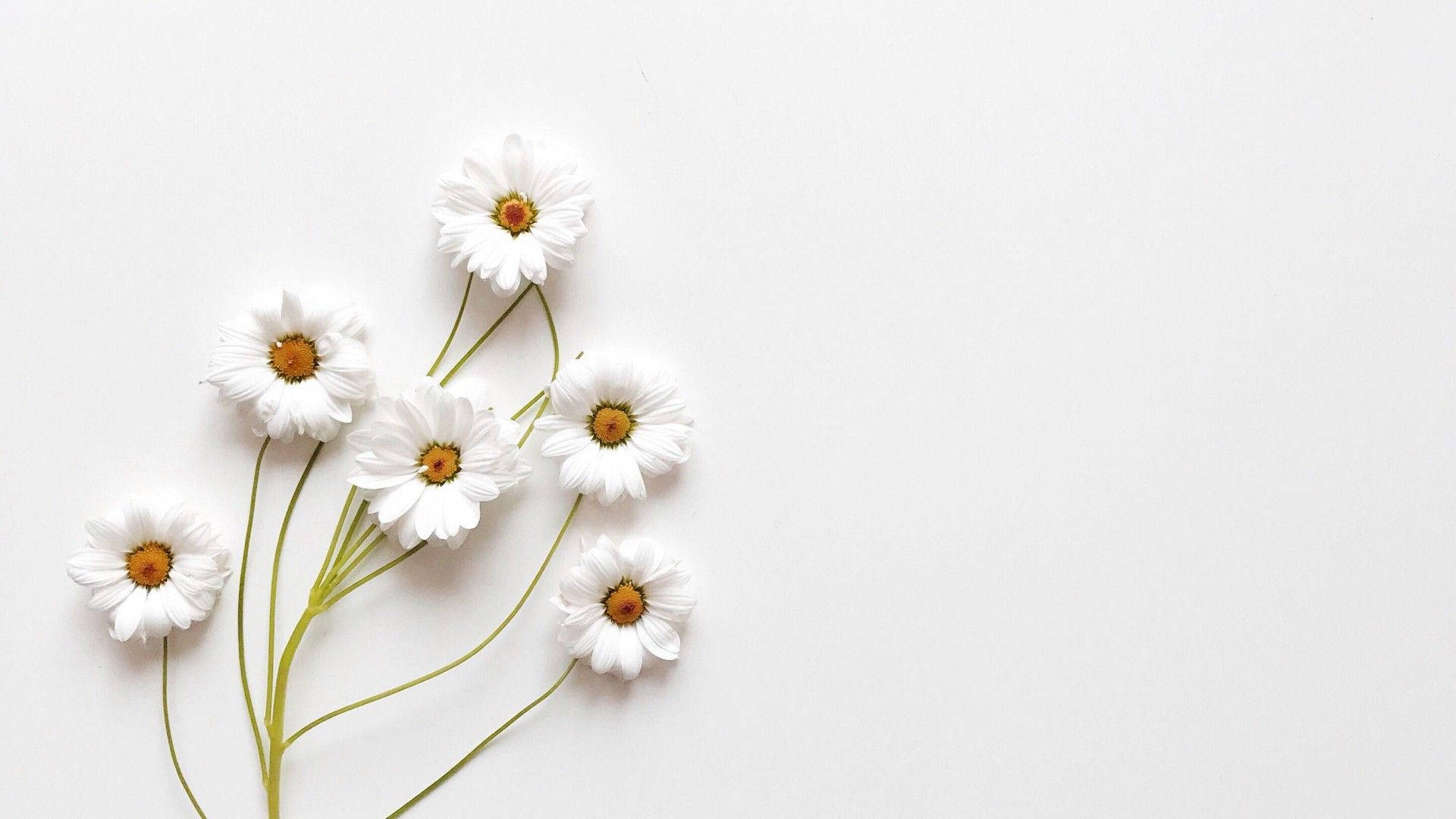 Mga Aesthetic na Puti at Magagandang Bulaklak Wallpaper