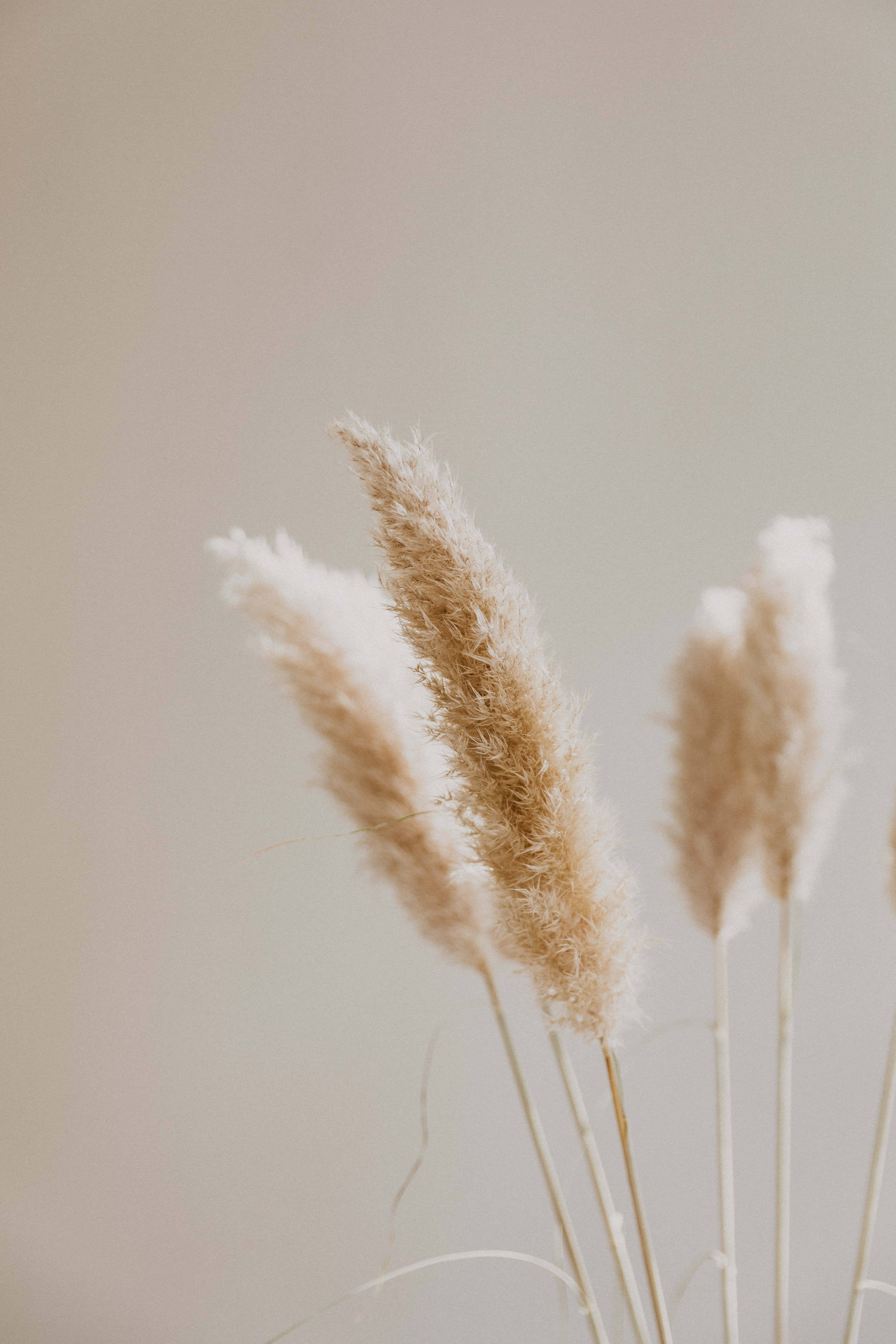 Mga Aesthetic na Larawan ng Pampas Grass Wallpaper