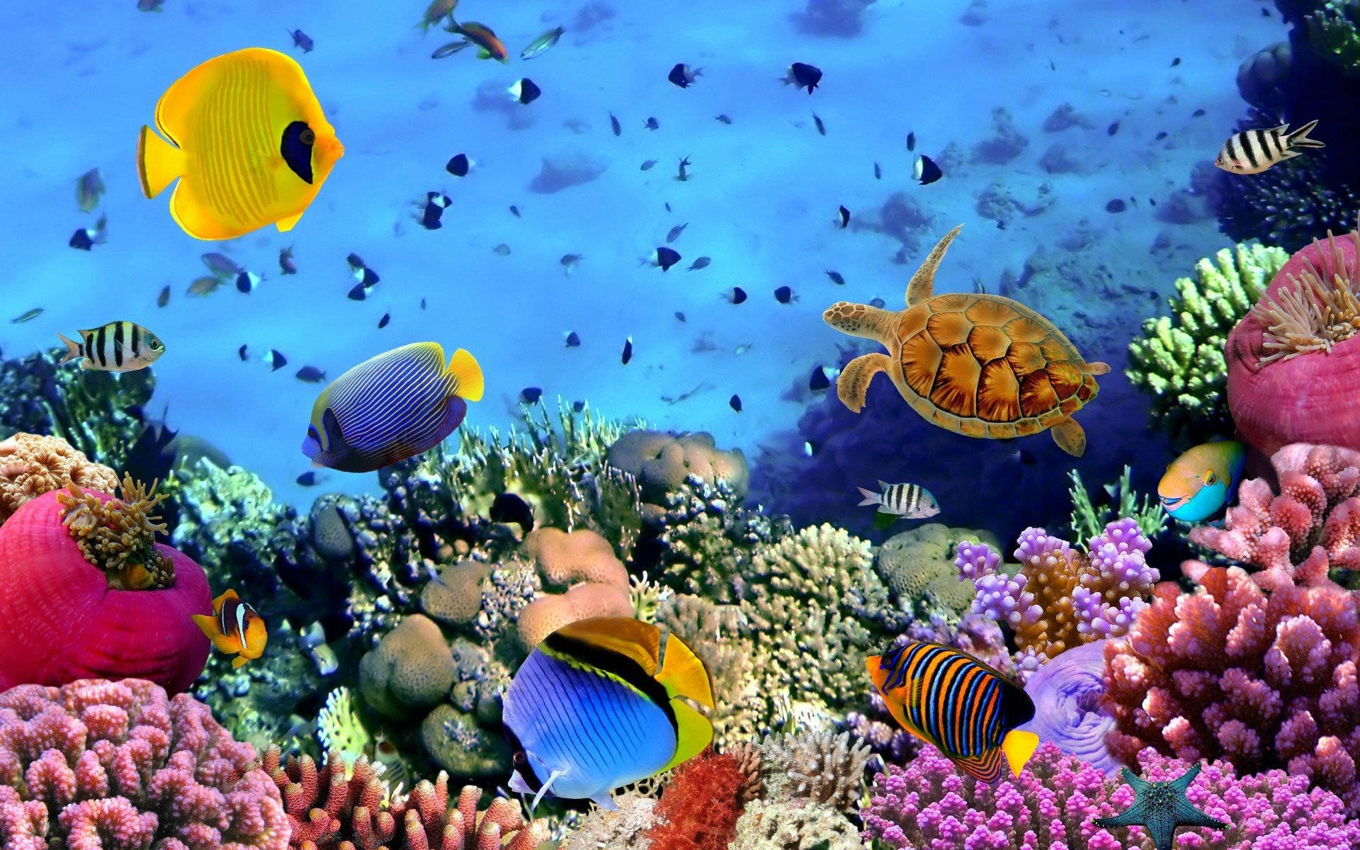 Mga Astig na Isda na may Bahura Wallpaper